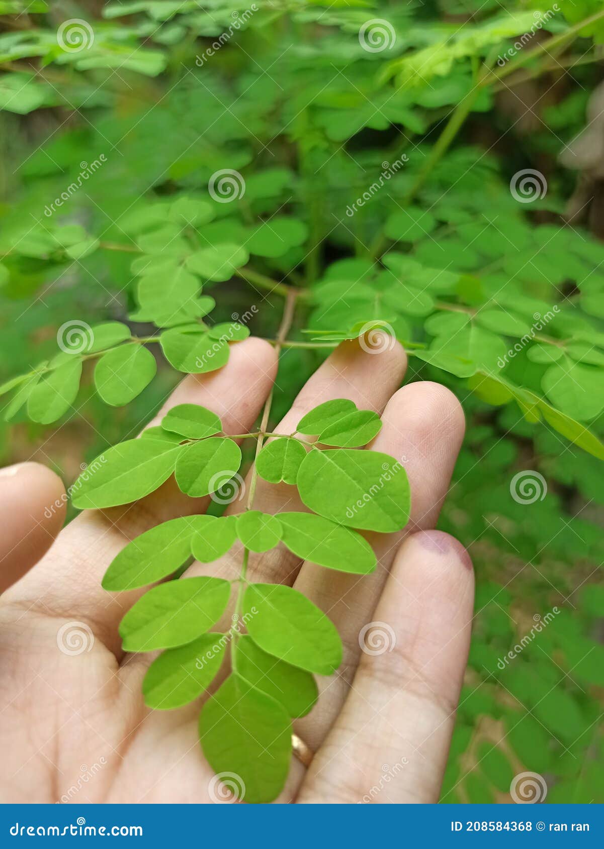 Kelor Green Leaves Or Drumstick Tree, Moringa Oleifera, With Common Names Horseradish Tree, And