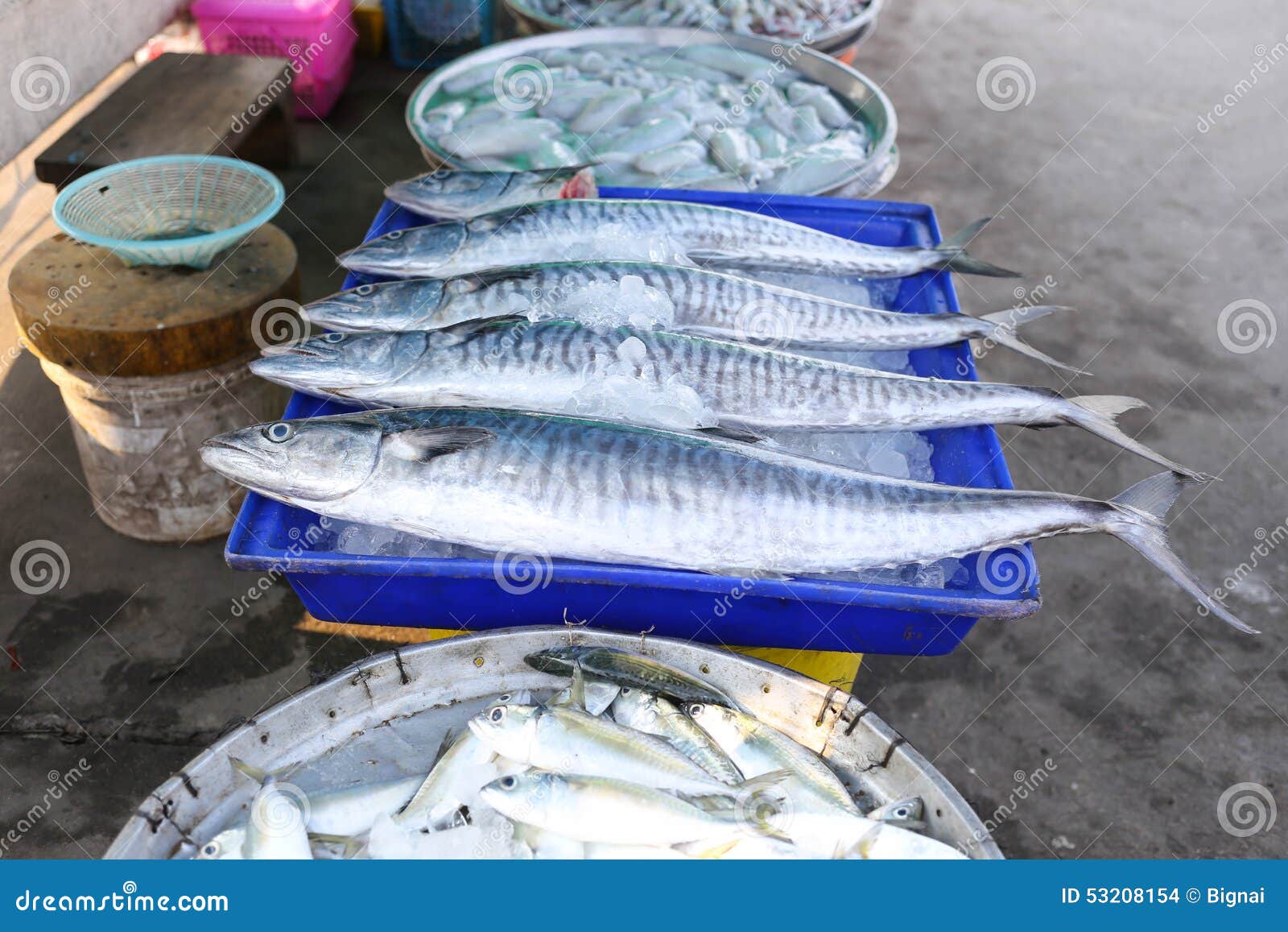 Fresh king mackerel fish stock photo. Image of group 53208154