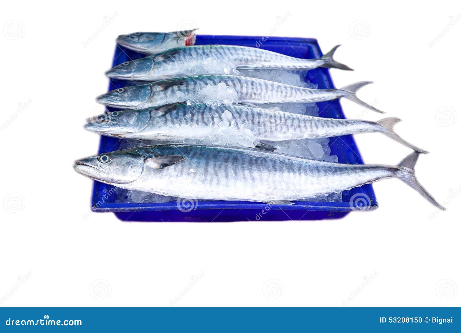 Fresh King Mackerel Fish Isolated Stock Photo Image of healthy, baket