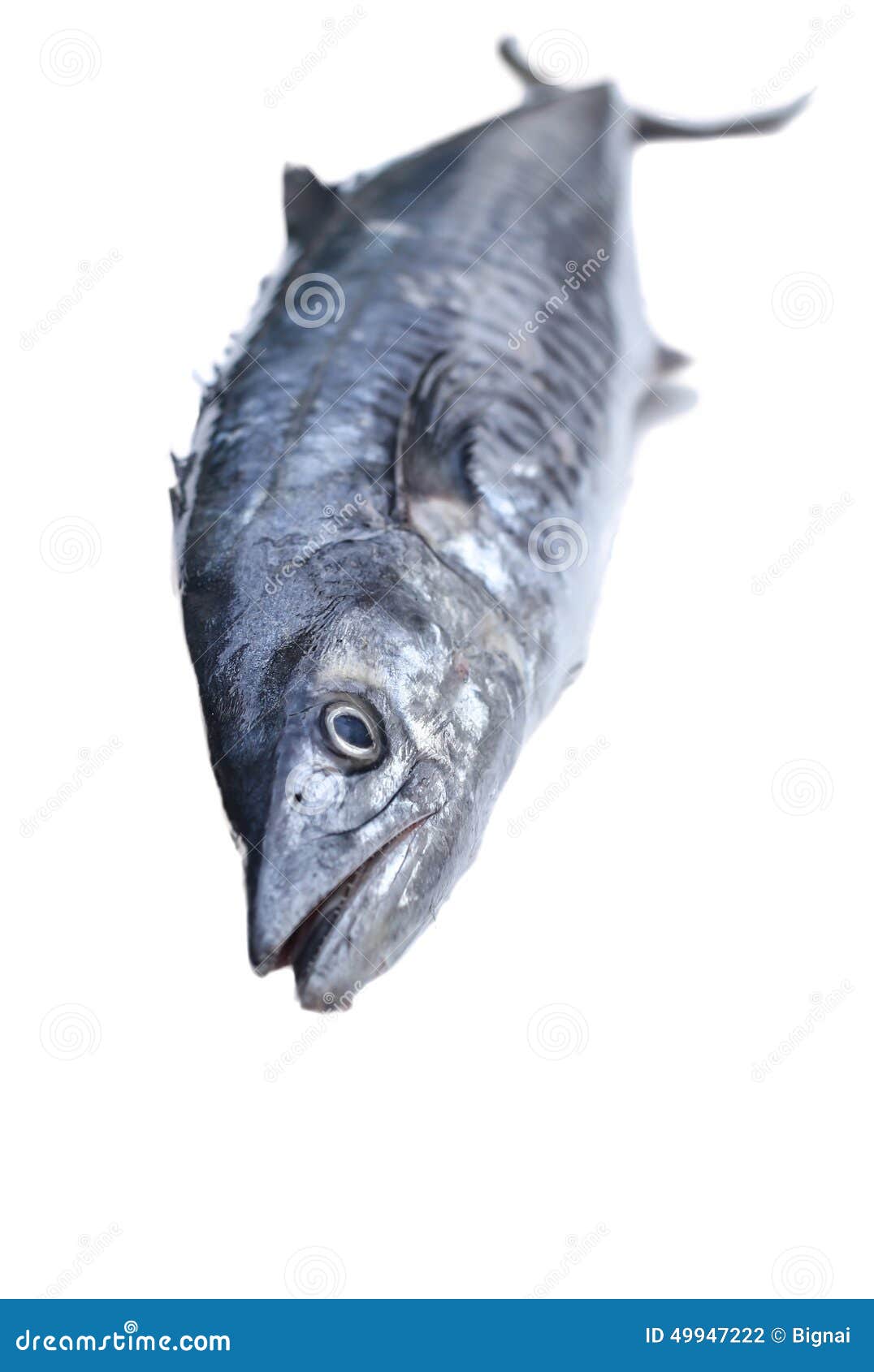 Fresh king mackerel fish stock photo. Image of coldblooded 49947222
