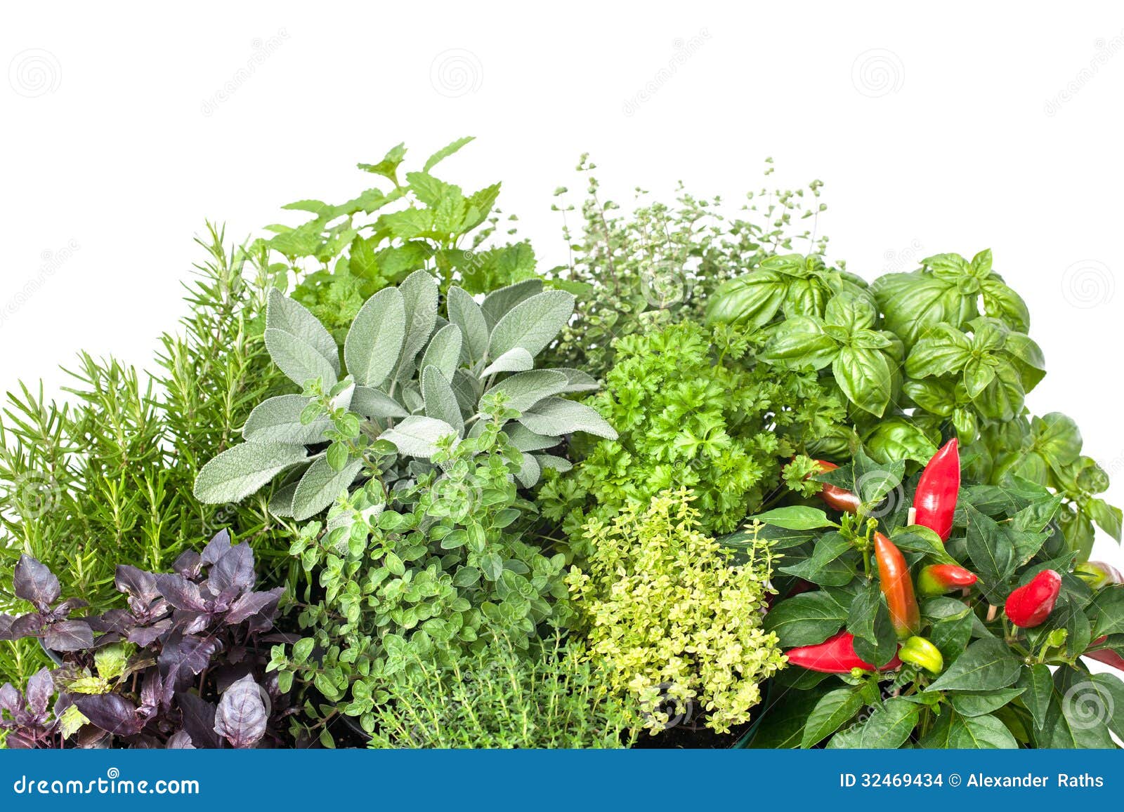 Fresh Kitchen Herbs Stock Photo Image Of Homeopathy 32469434