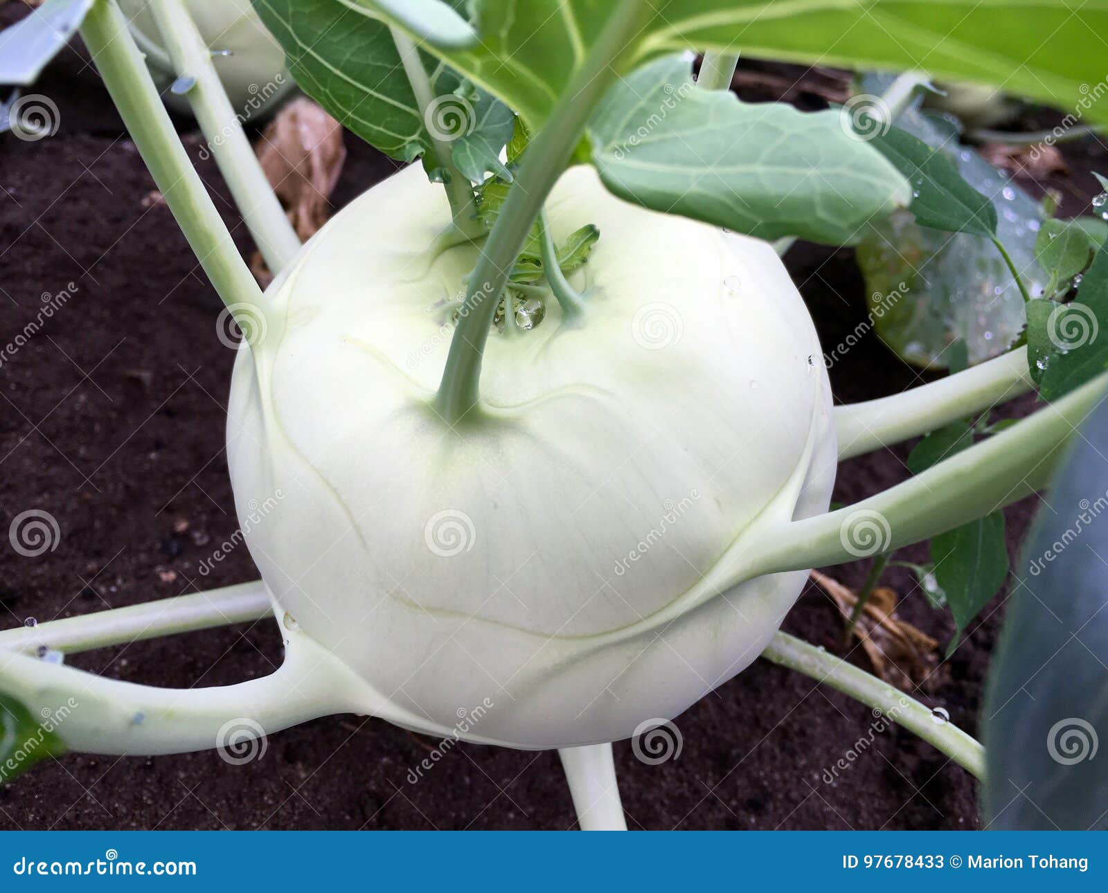 Fresh kohlrabi on field stock image. Image of kohlrabi 97678433