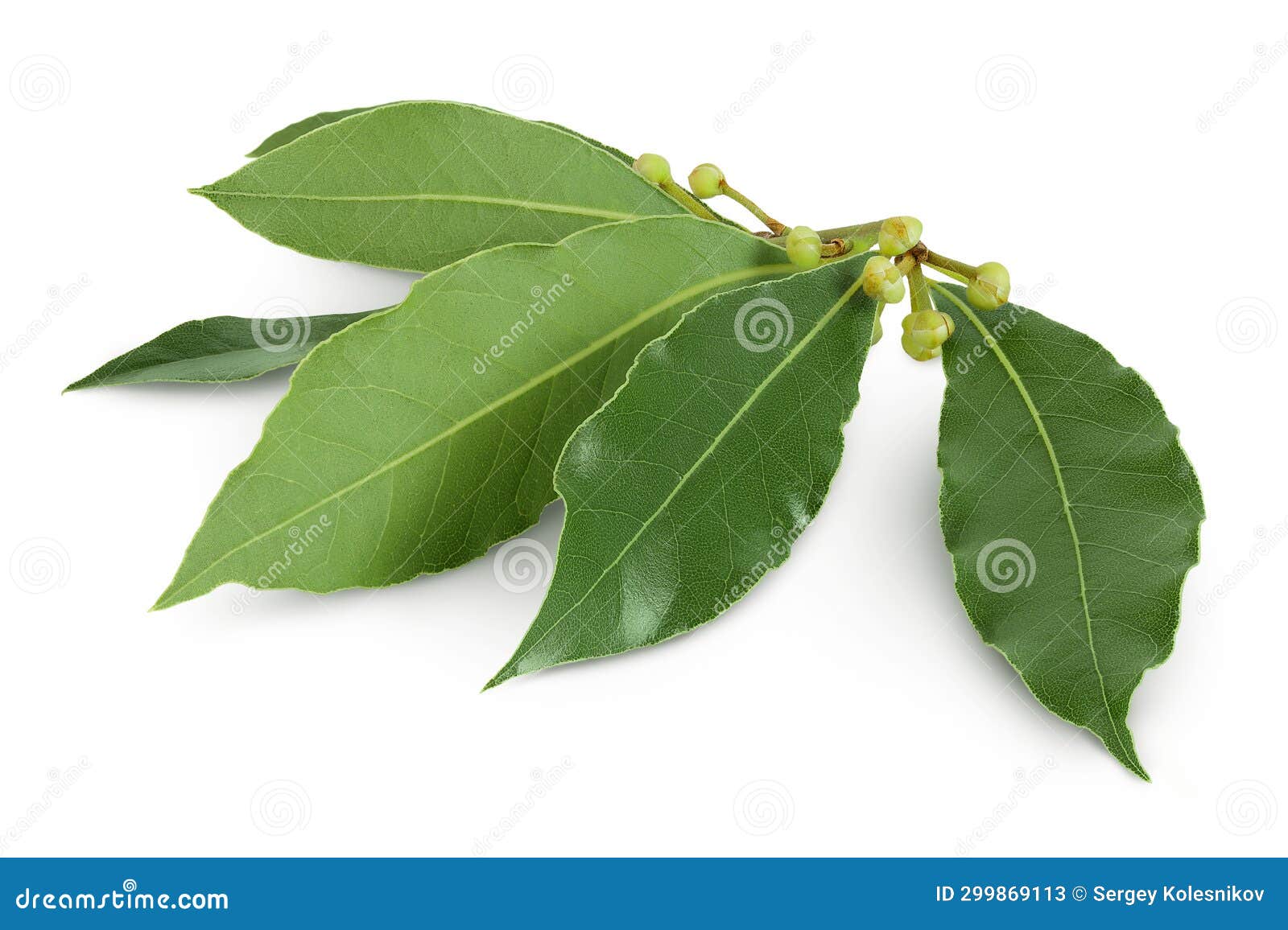 Fresh Laurel Leaves Isolated on White Background. Green Bay Leaf Stock