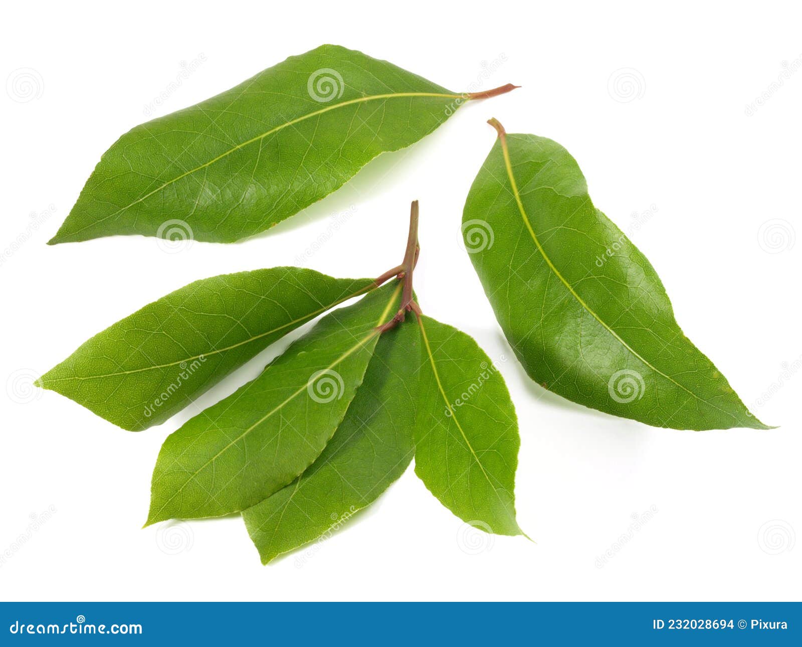 Fresh Laurel Leaves on White Background Isolated Stock Photo Image of macro, food 232028694