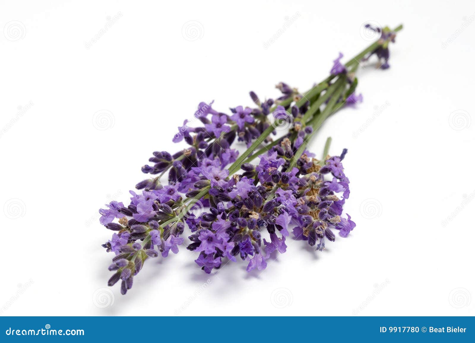 Fresh Lavender blossoms stock photo. Image of lavender 9917780