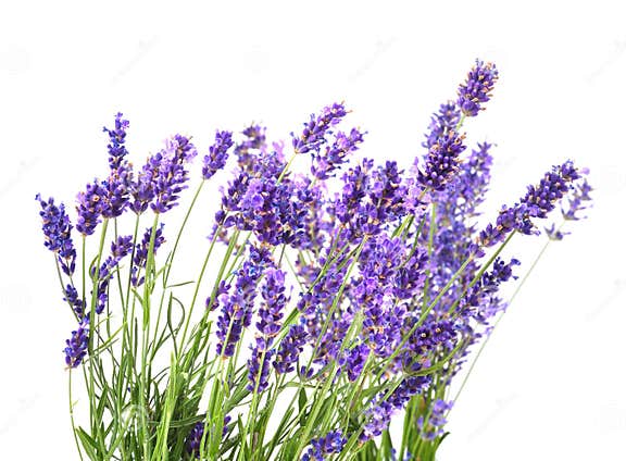 Fresh lavender flowers stock image. Image of bunch, closeup - 190030317