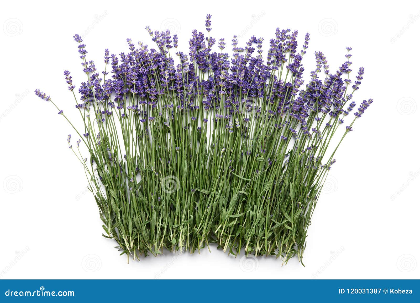 Lavender Flowers Isolated on White Stock Image - Image of field ...