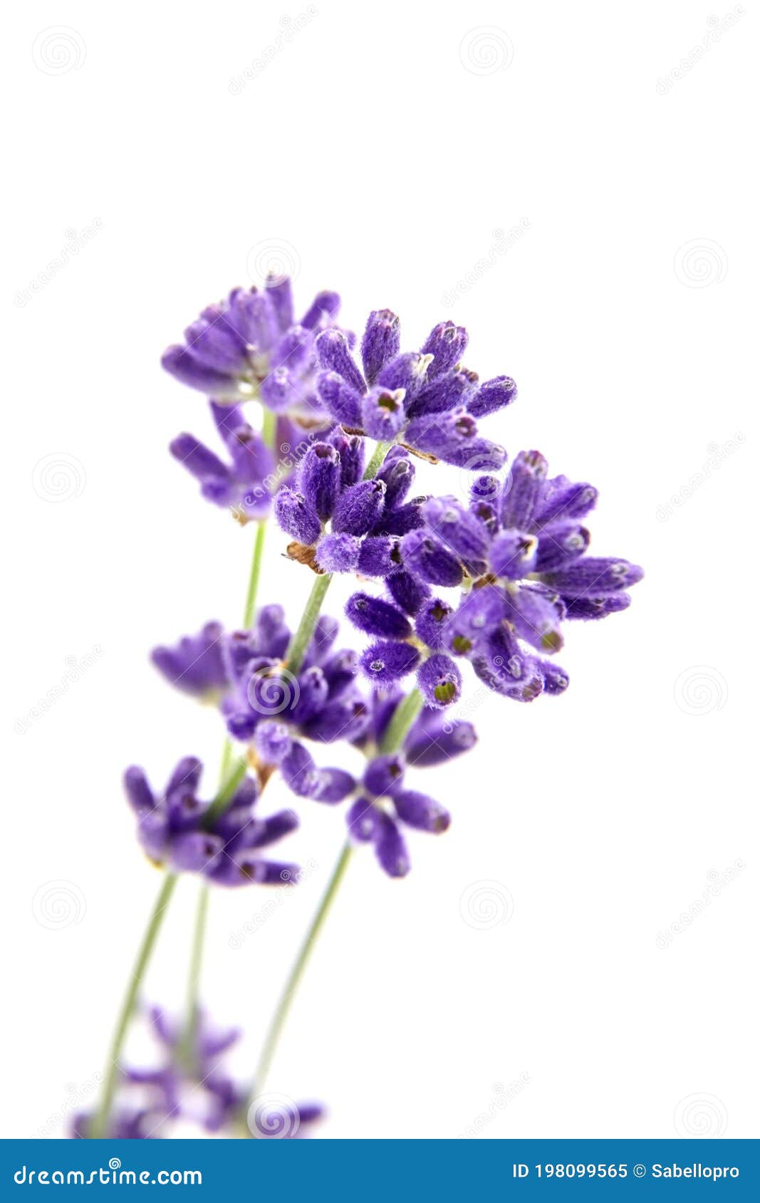 Fresh Lavender Flowers Isolated on White Stock Image Image of herbal