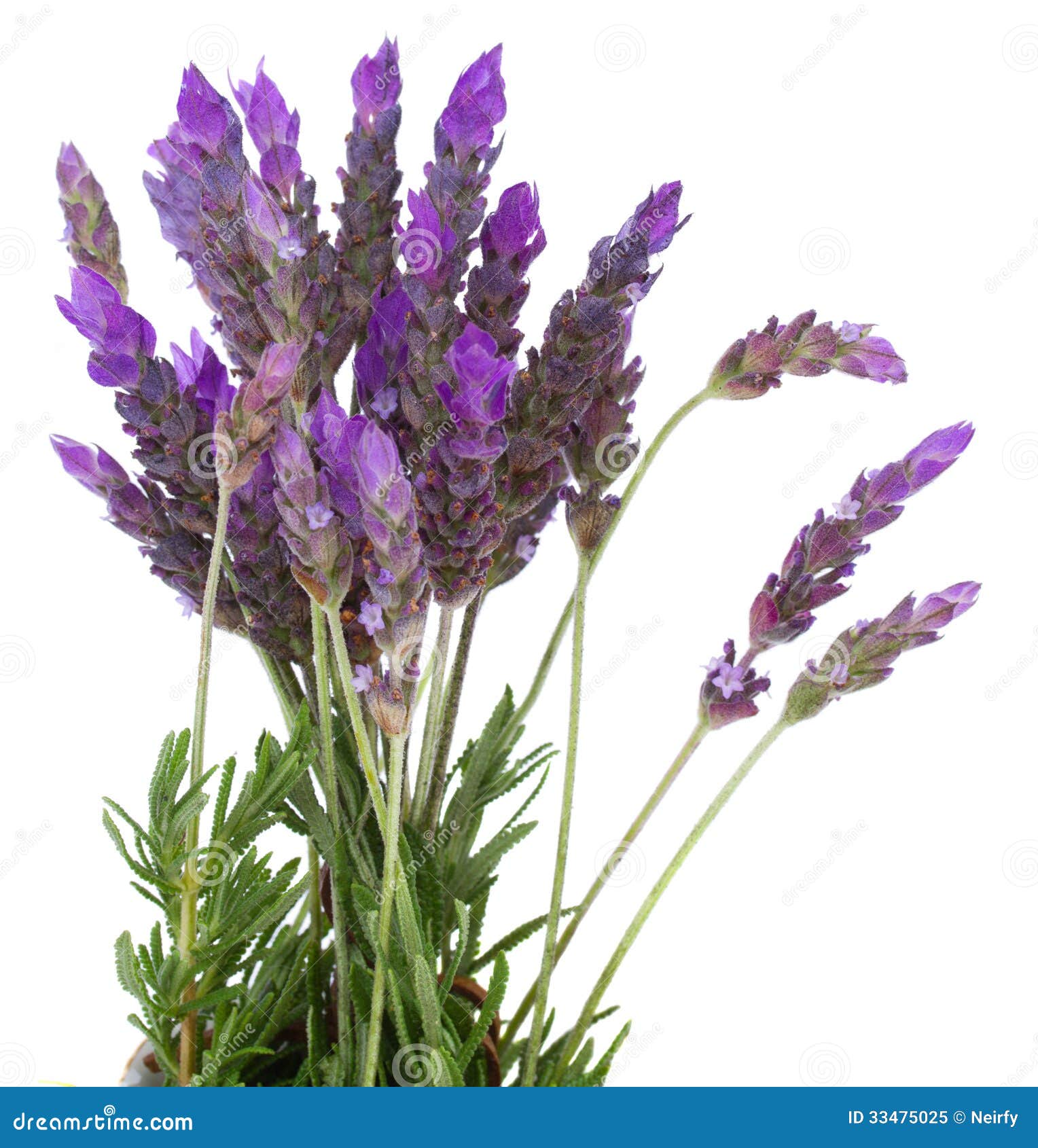 Fresh Lavender Flowers on White Stock Image Image of floral