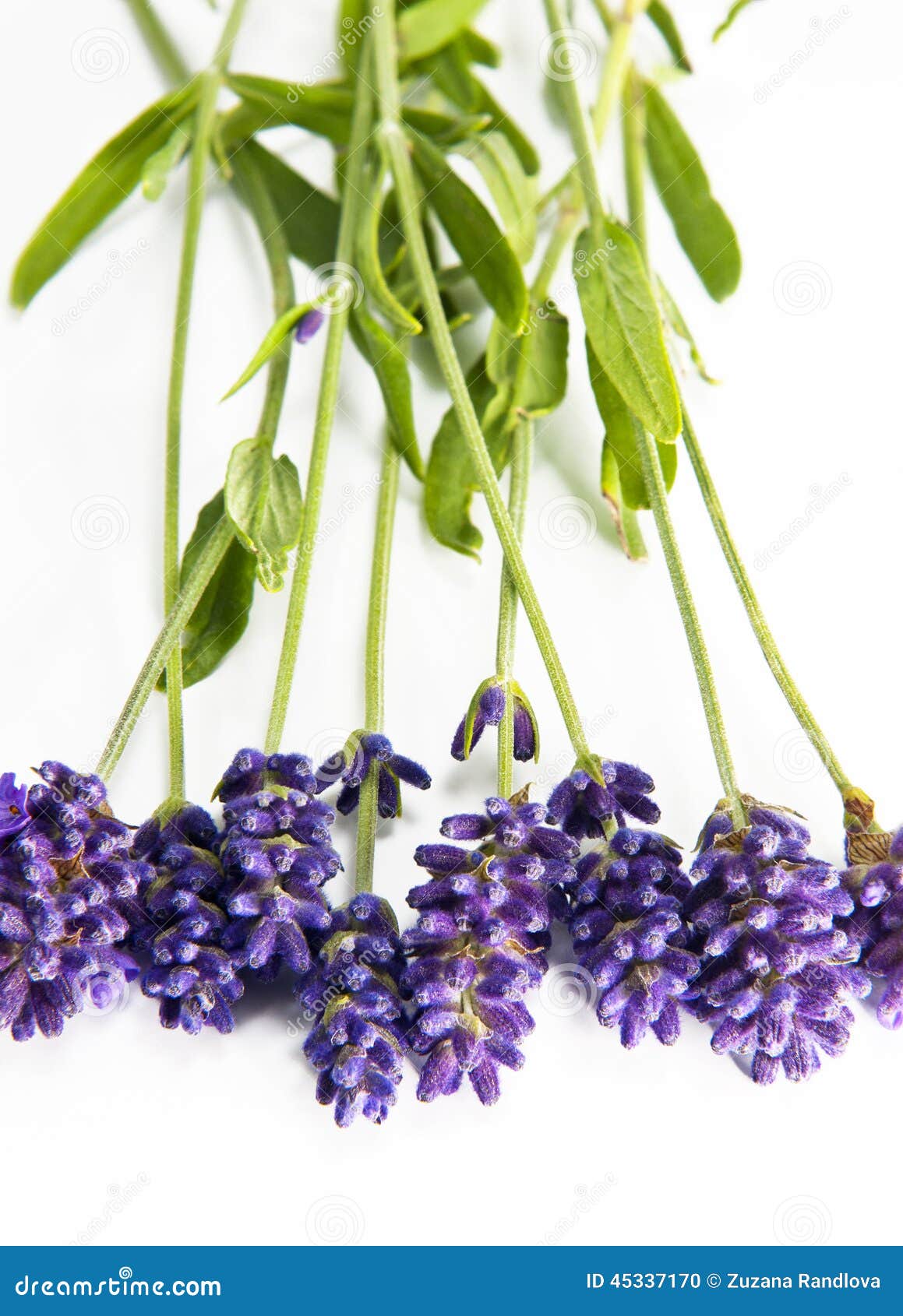 Fresh lavender stock photo. Image of ornamental, detail 45337170