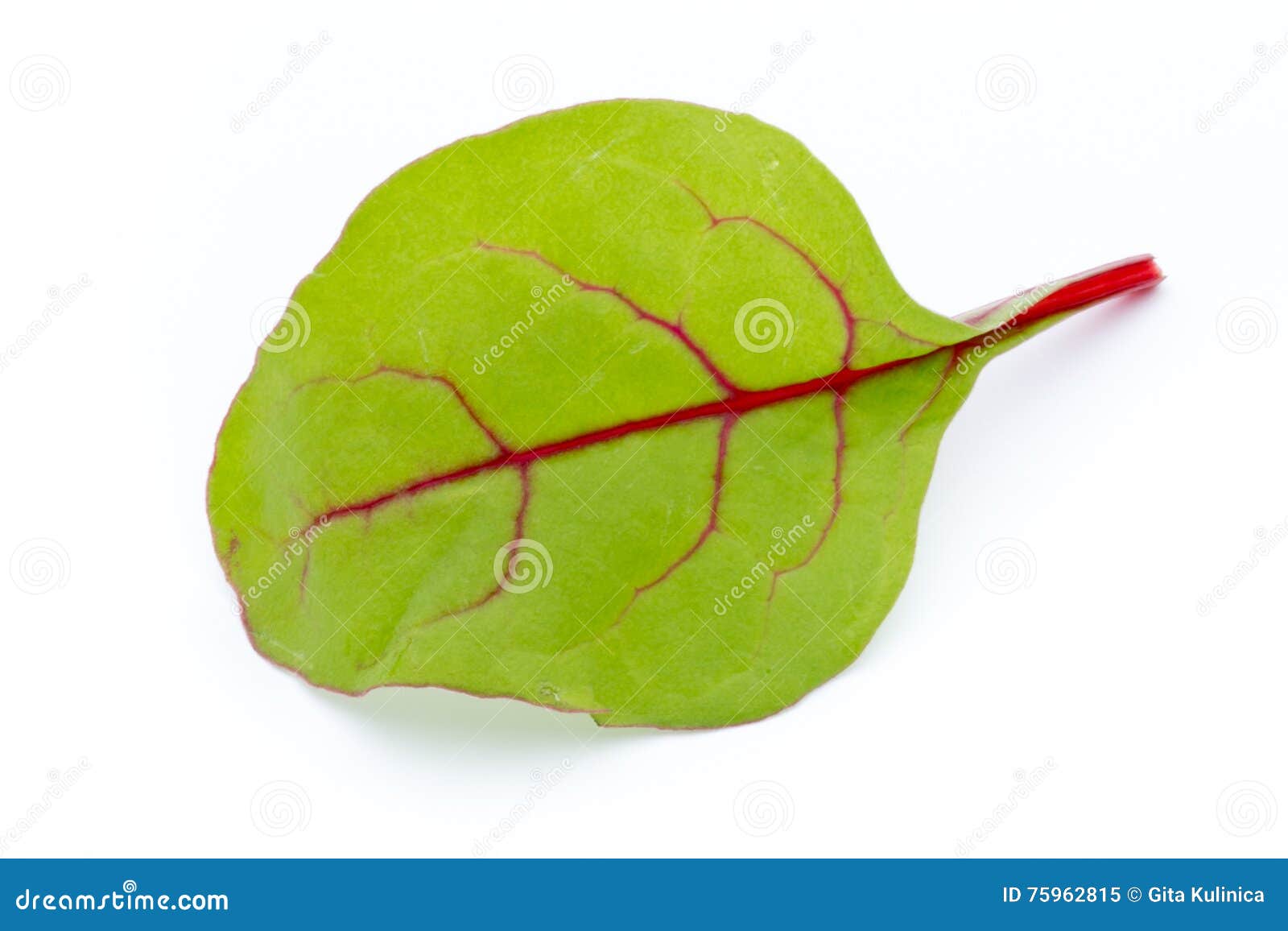 Fresh Leaf Beet Root Isolated on White Background. Stock Image Image