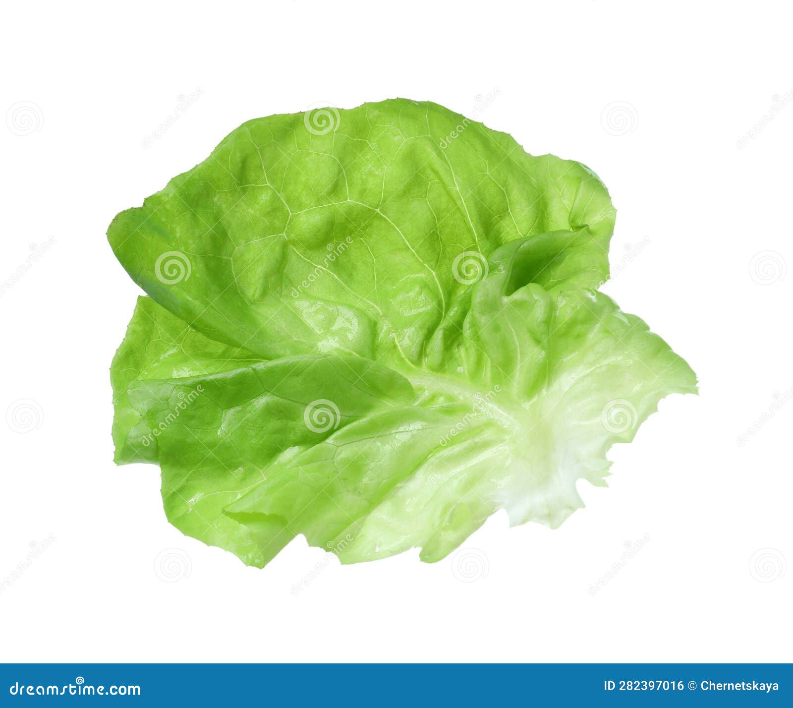 Fresh Leaf of Green Butter Lettuce Isolated on White Stock Photo