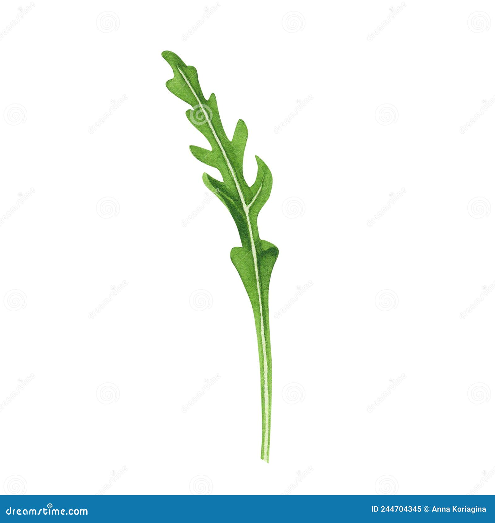 fresh leaf salad arugula. watercolor art on white background.  for , textiles, menu, poster, banner