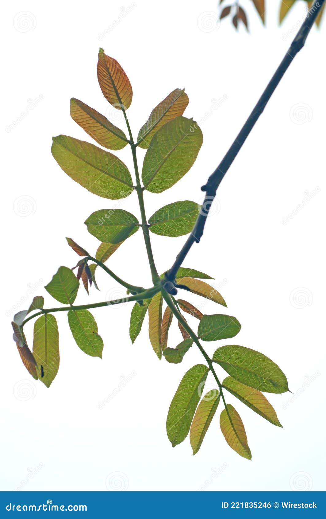 fresh leaf shoots of walnut tree