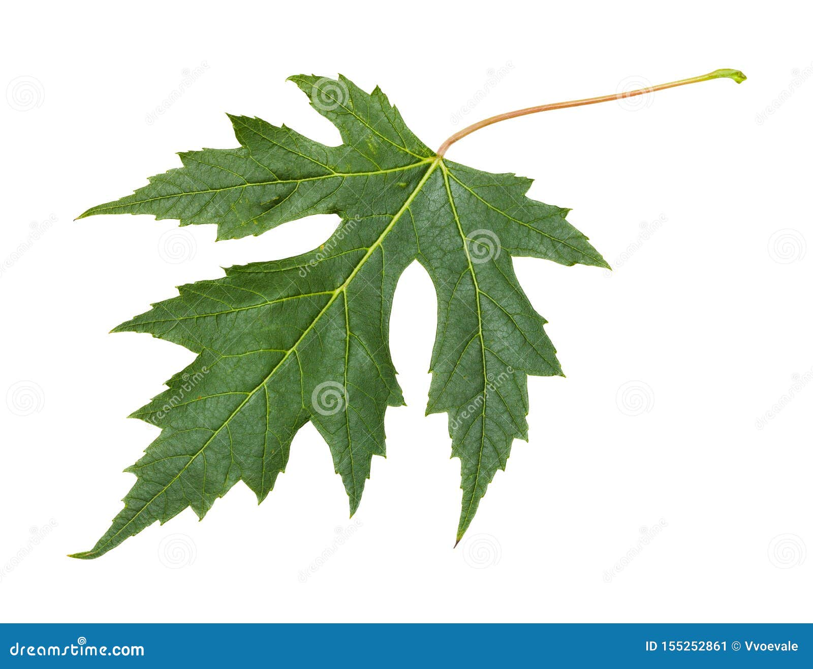 Fresh Leaf Of Silver Maple Tree Isolated Stock Image 