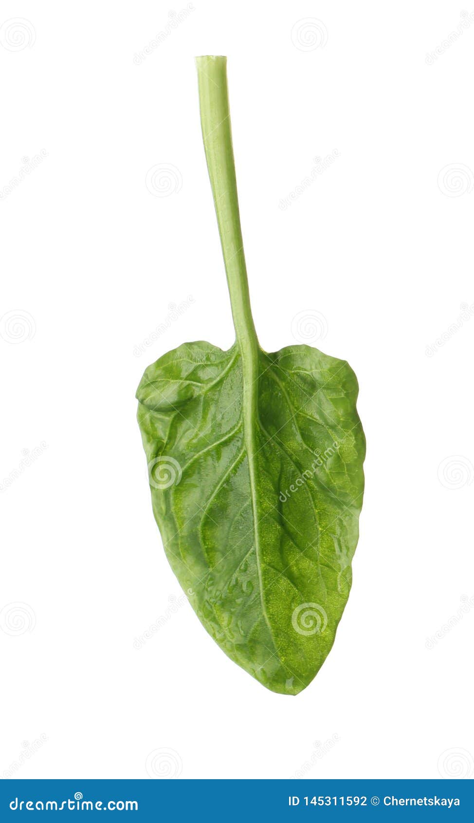 Fresh Leaf of Spinach on White Stock Photo - Image of green, garnish