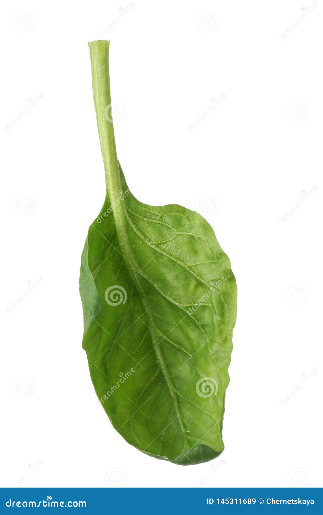 Fresh Leaf of Spinach on White Stock Image - Image of health, healthy