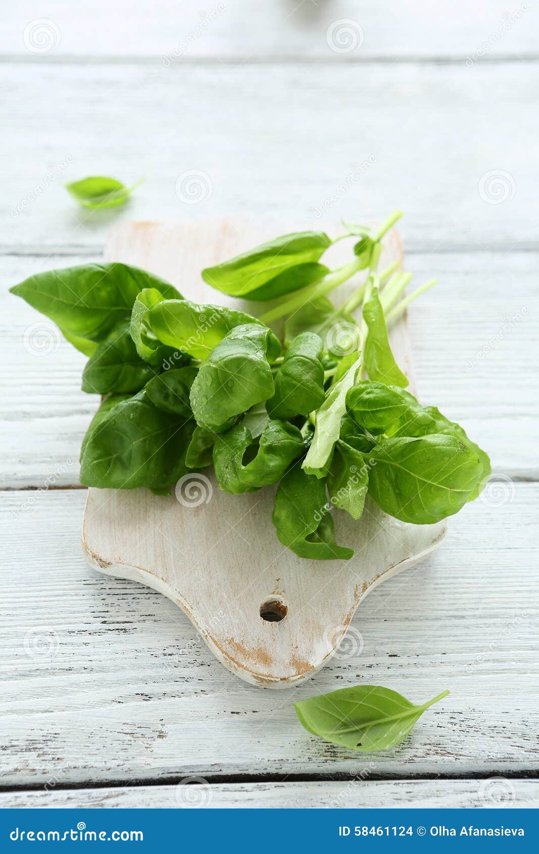 Fresh Leaves of Basil on the Board Stock Photo Image of herbs, board 58461124