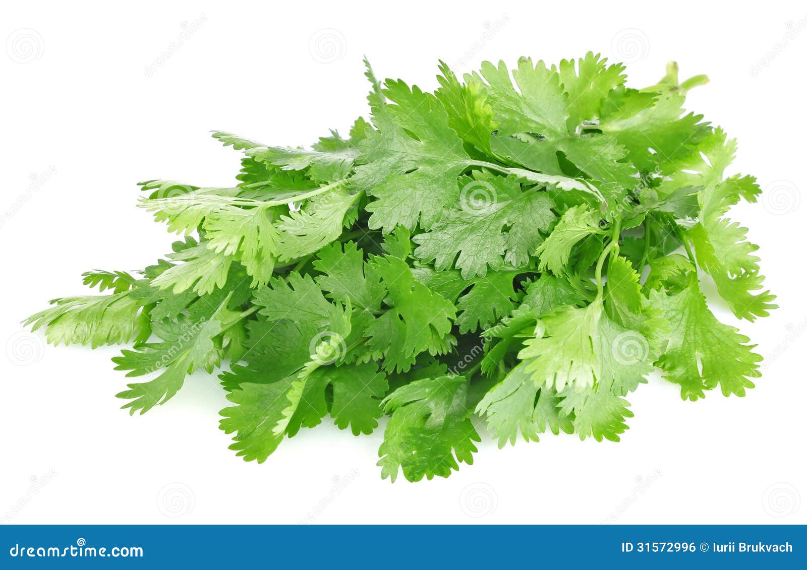 fresh leaves of cilantro