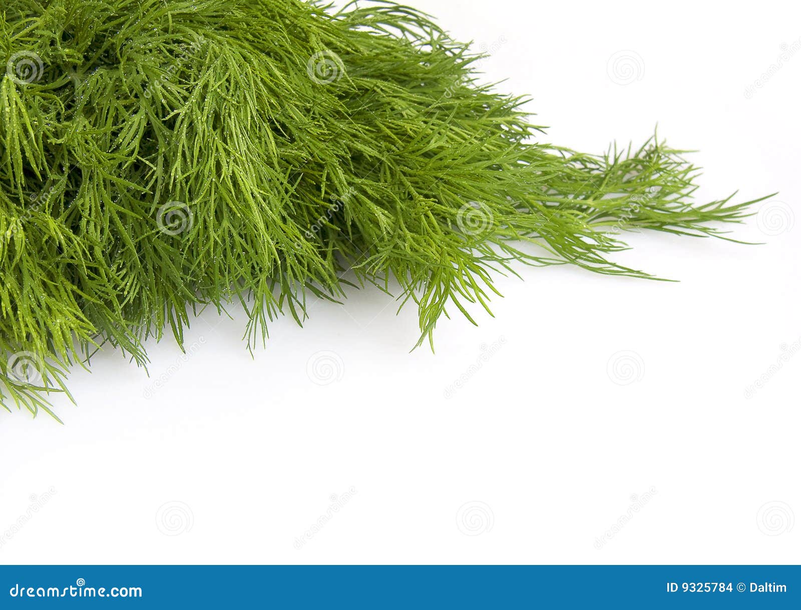 Fresh leaves of fennel stock photo. Image of spring, green 9325784