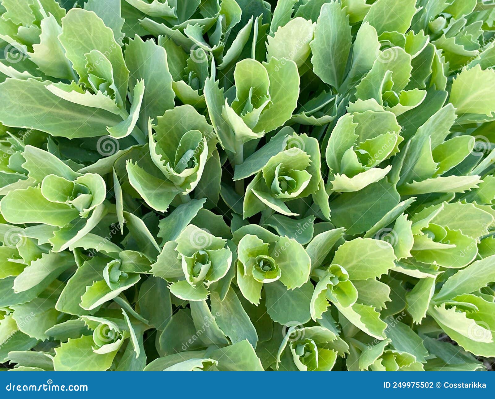 Fresh Leaves of a Green Garden Bush Stock Photo Image of floral, bush