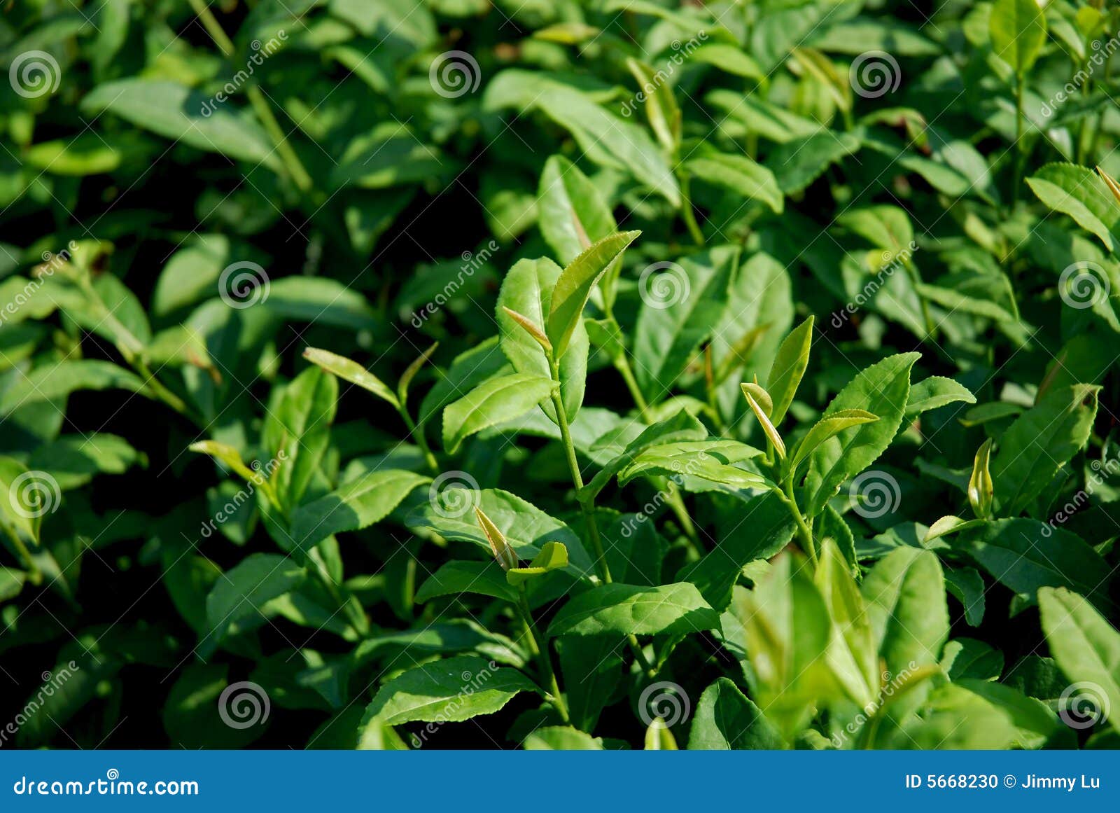 Fresh leaves of green tea stock photo. Image of leaves 5668230