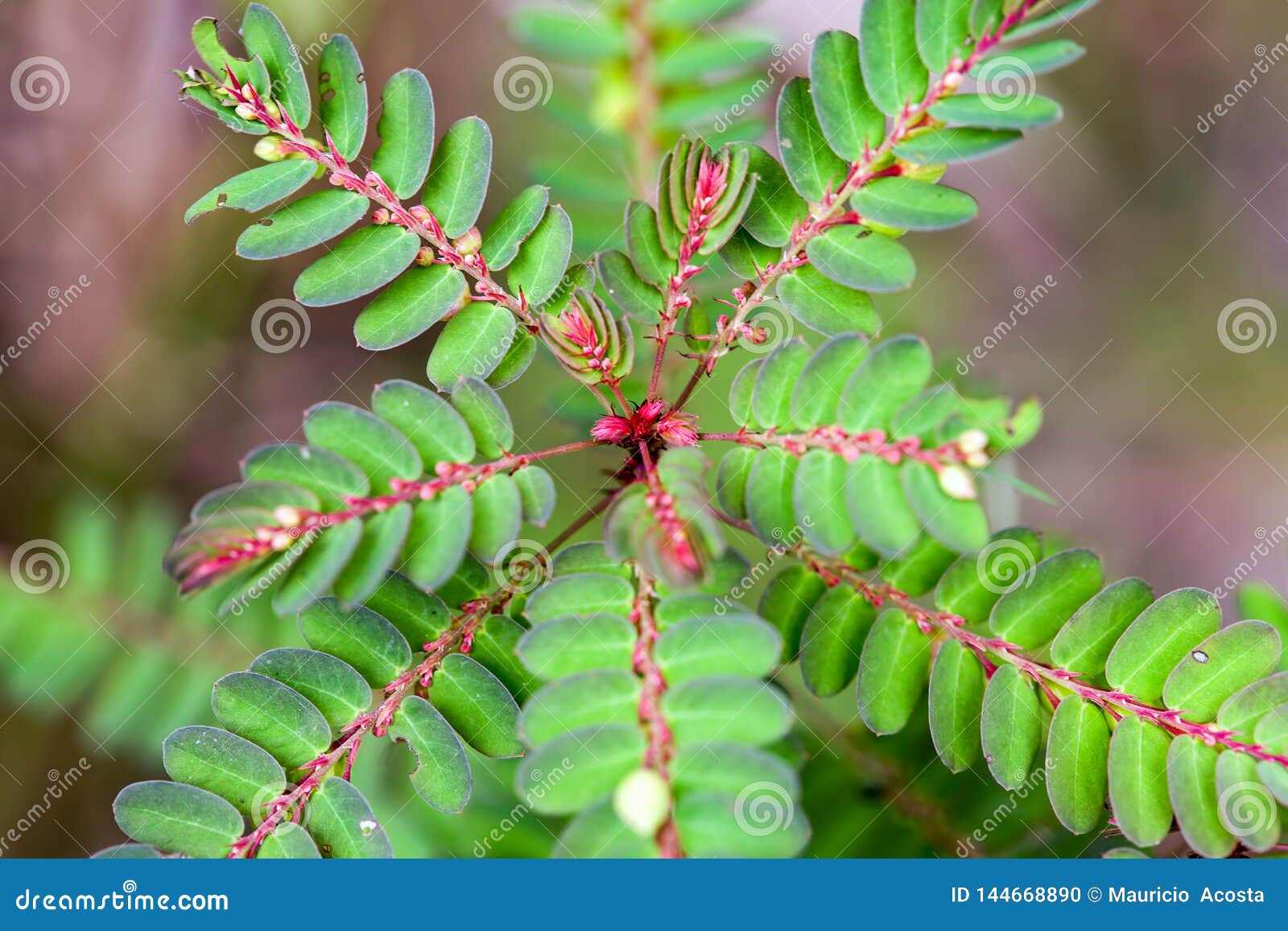 Fresh Leaves Of A Persian Silk Tree Stock Photo Image Of Background Flora Fresh Leaves Of A Persian Silk Tree Stock Photo Image Of Background Flora