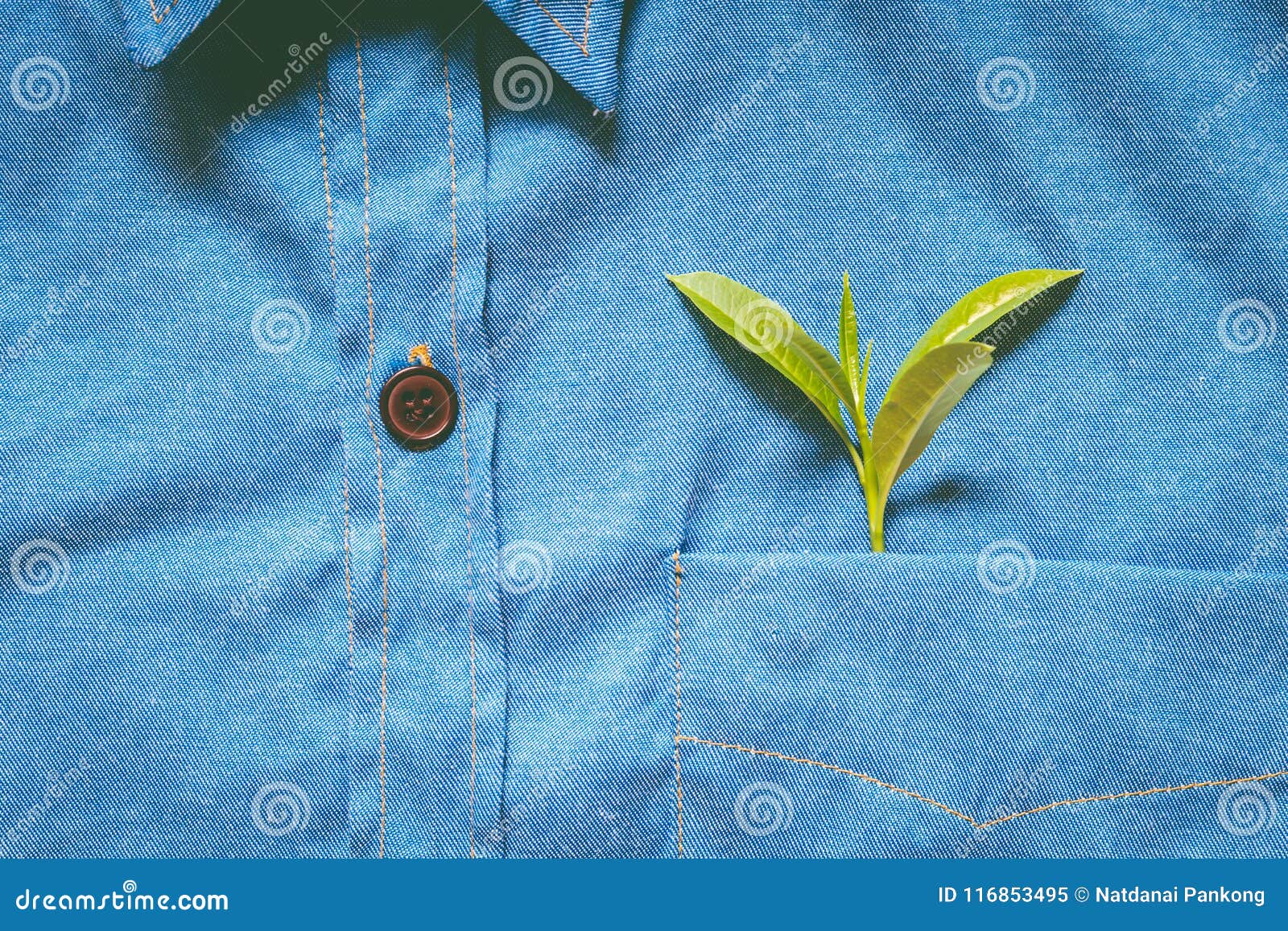 Fresh Leaves in Shirt Pocket Stock Image - Image of closeup, green ...