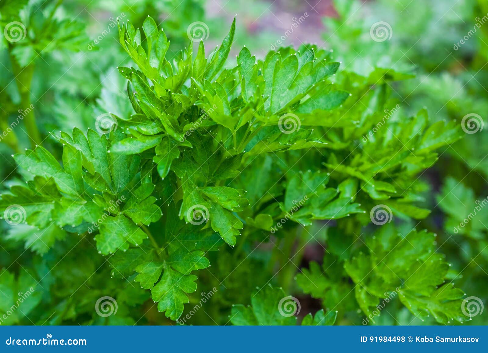Fresh Leaves of Young Parsley, Green Vegetable Stock Photo Image of