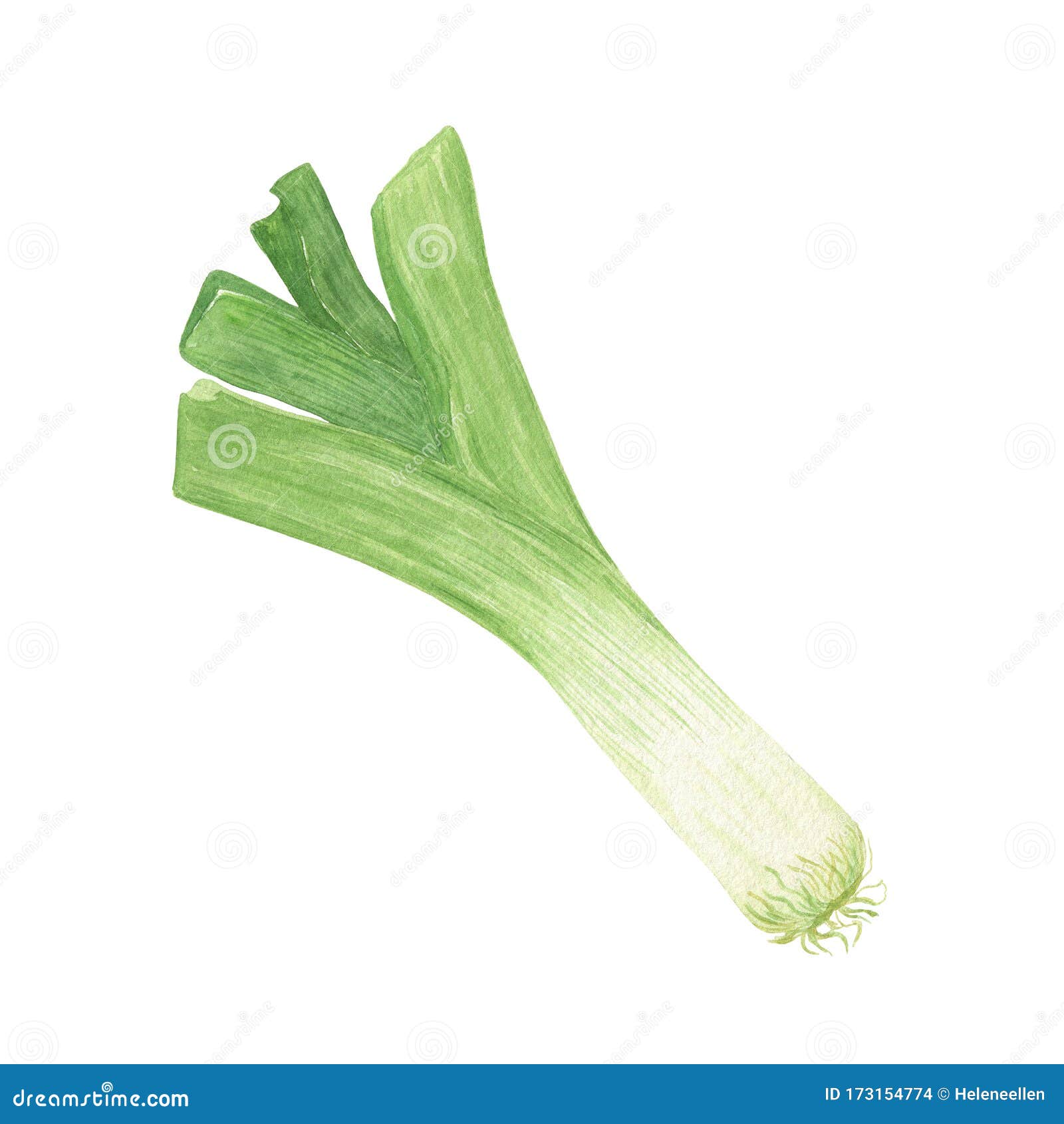 Leaf-Cutting Vegetables Such as Green Onion Leek and Melon