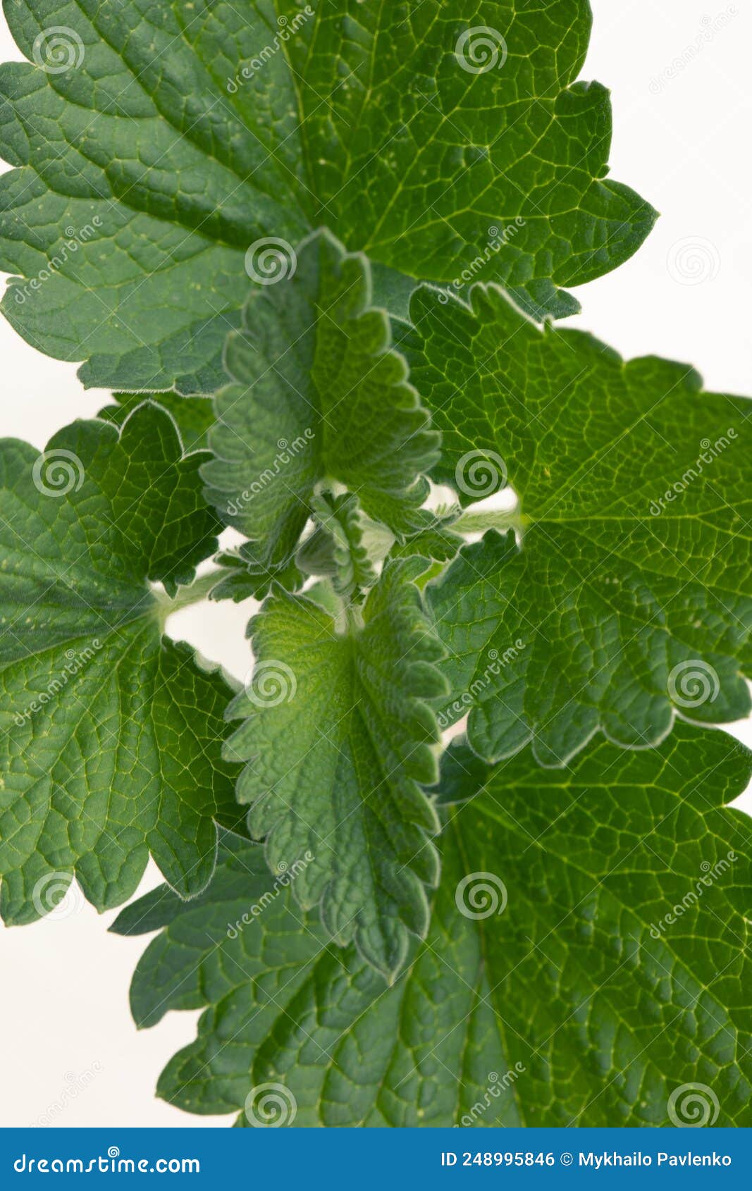Fresh Lemon Balm Leaves on a White Background Stock Photo Image of herbal, medicinal 248995846