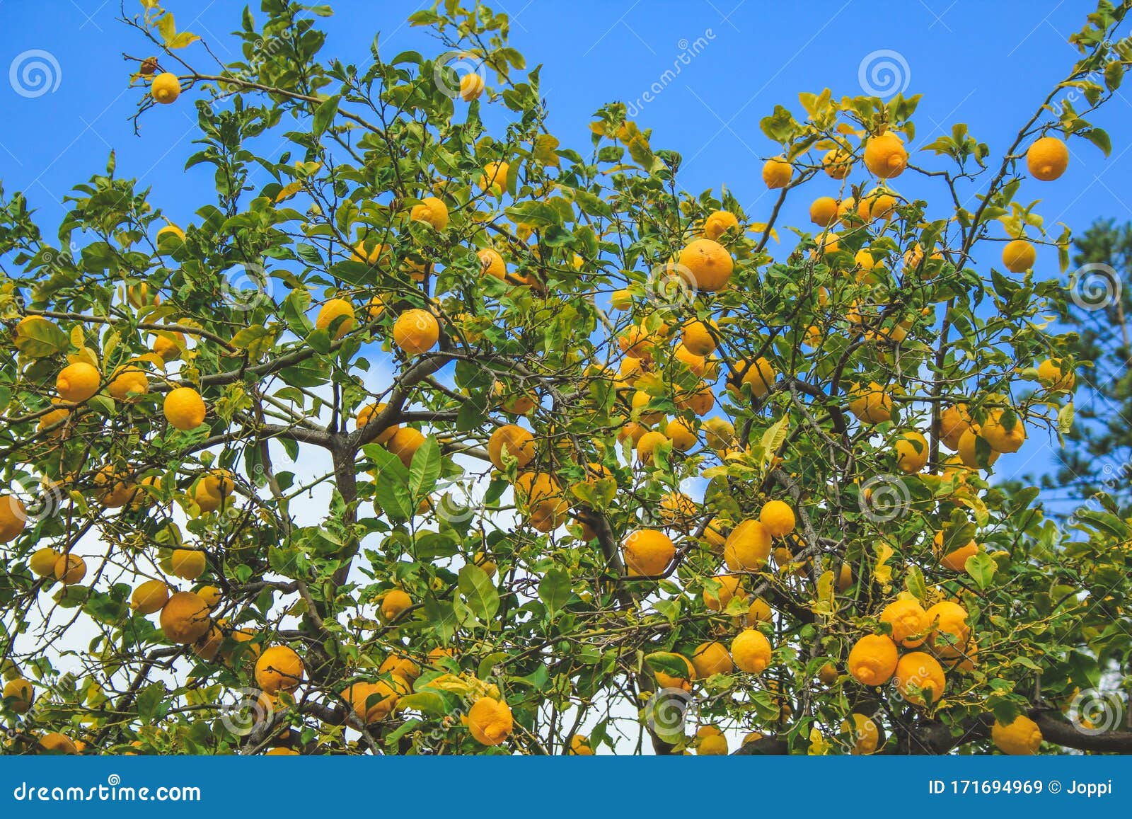 Fresh Lemon Fruit Tree Growing in Mallorca, Spain Stock Image Image of healthy, landscape