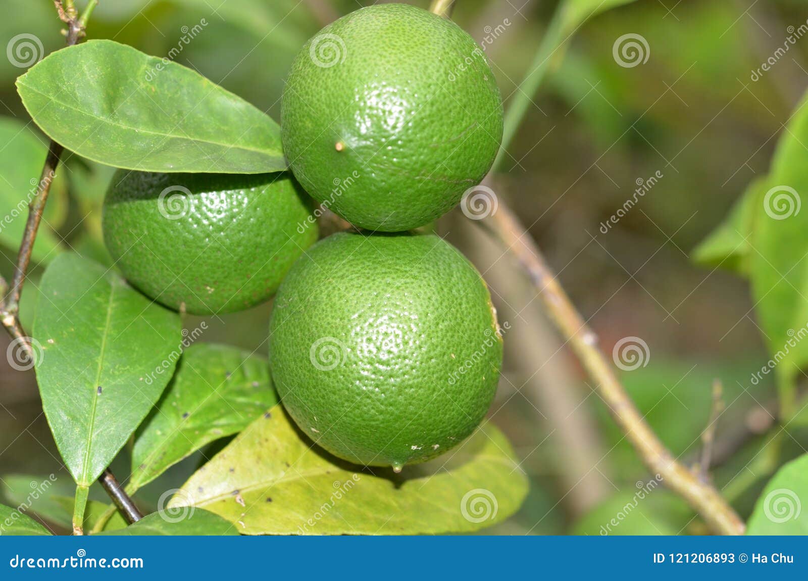 Fresh Lemon in the Garden, Collection Stock Image Image of health