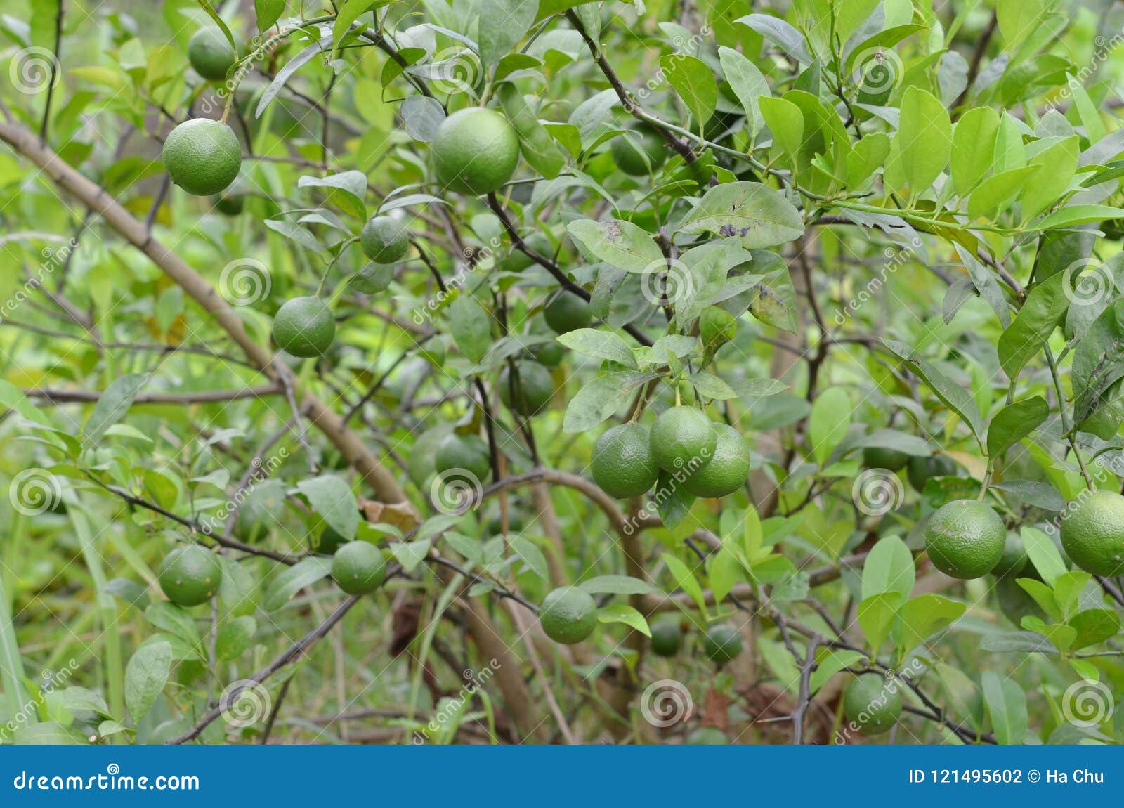 Fresh Lemon in the Garden, Collection Stock Photo Image of fruit