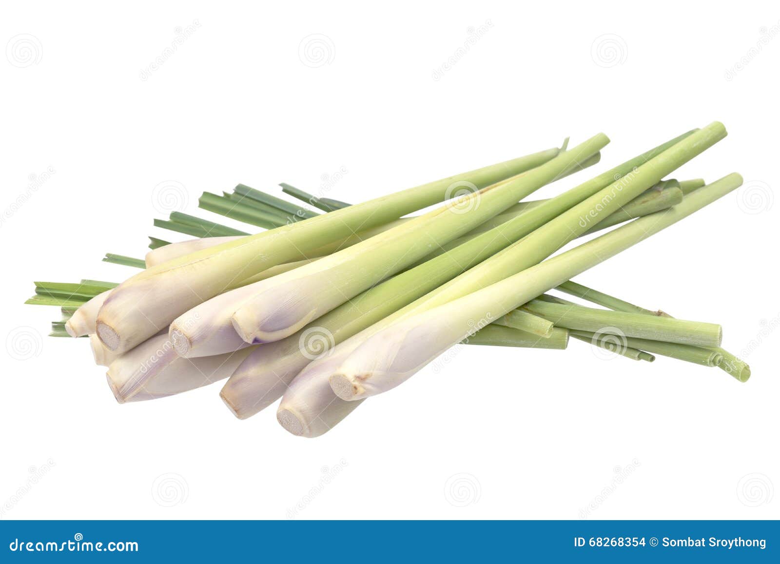 Fresh Lemongrass (citronella) Isolated on White Background, with Stock
