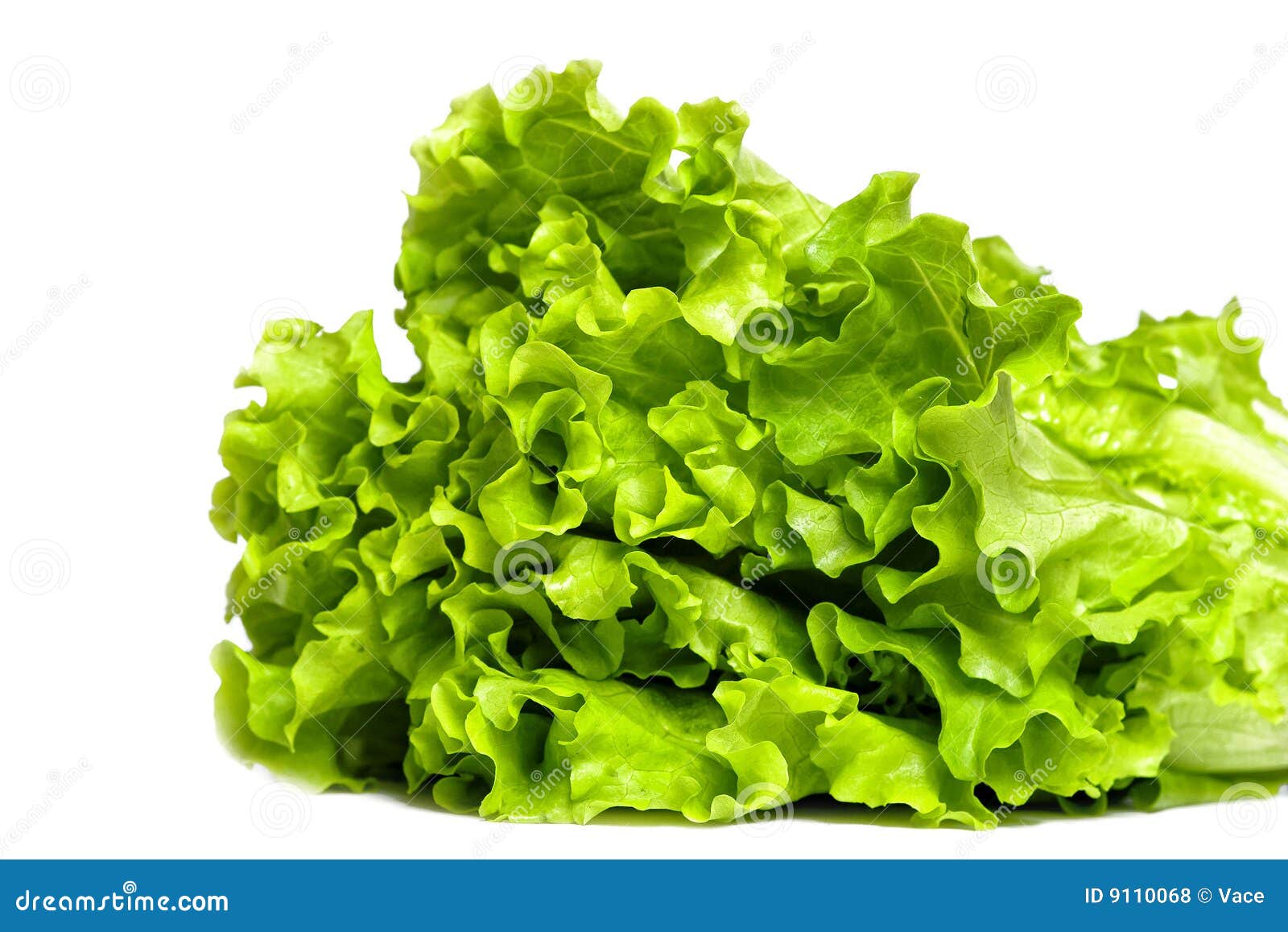 Fresh Lettuce Royalty Free Stock Photos Image: 9110068 Fresh Lettuce Royalty Free Stock Photos Image: 9110068