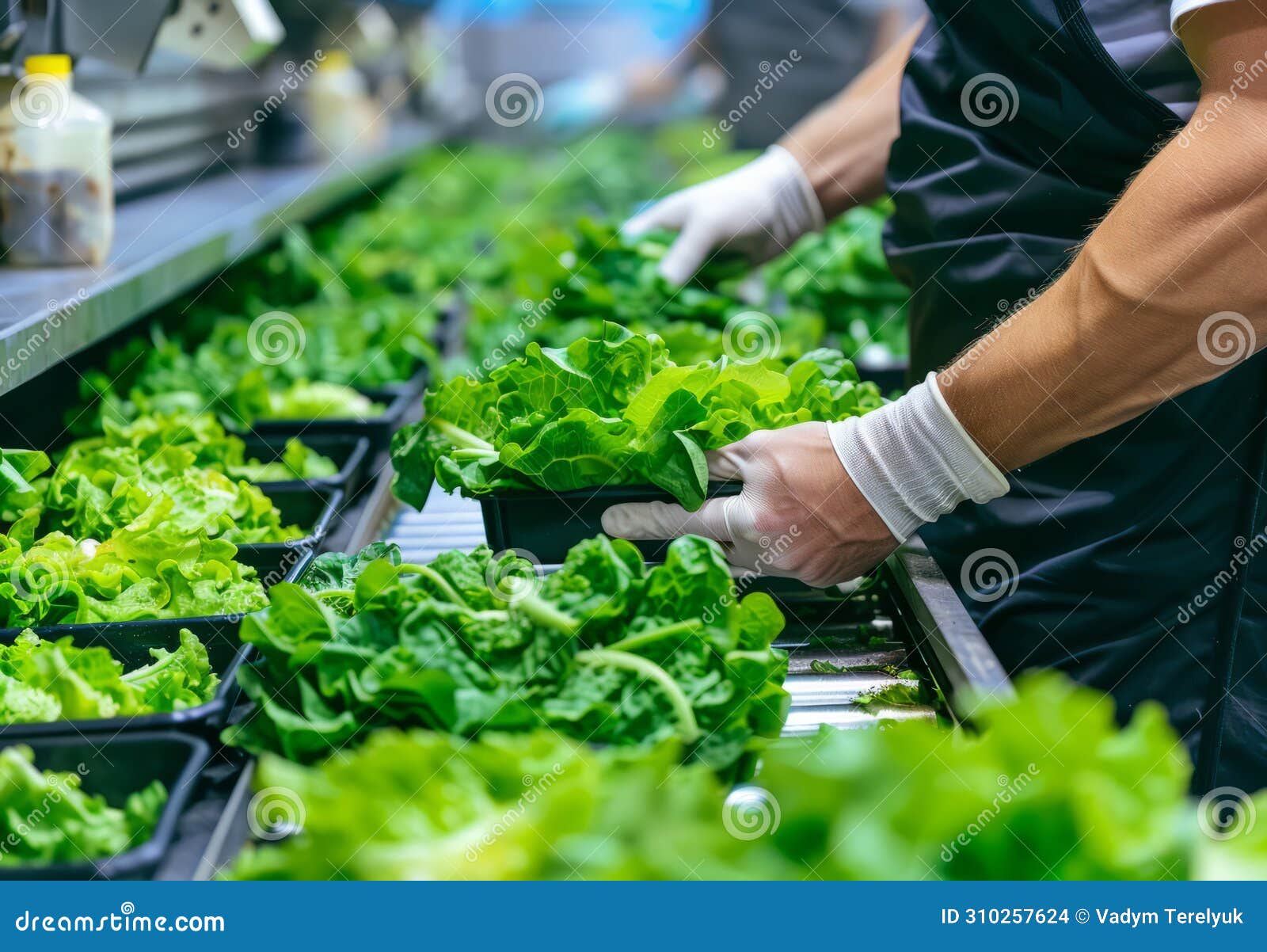 Fresh Lettuce is Great Source of Vitamins and Minerals Stock Photo