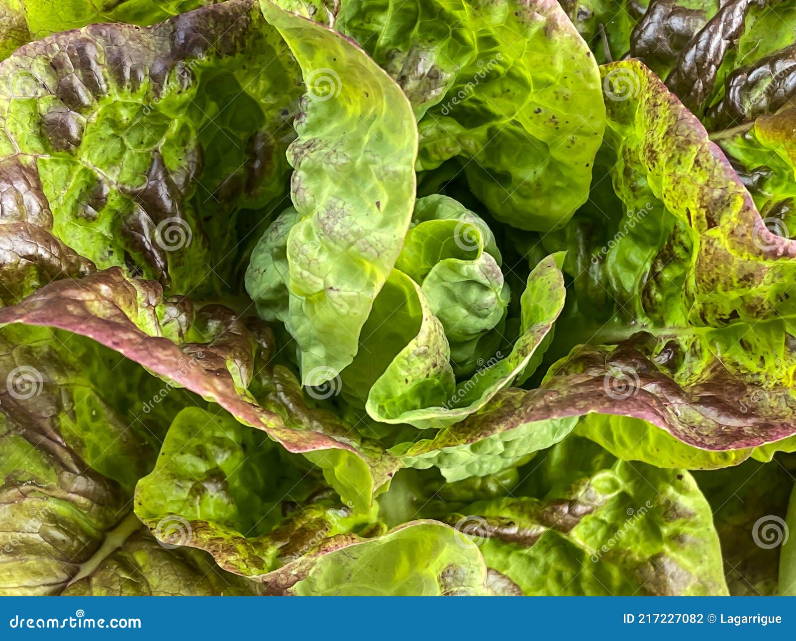 Fresh Lettuce Head Rouge De Grenoble - the Red of Grenoble Stock Photo - Image frame, colorful: