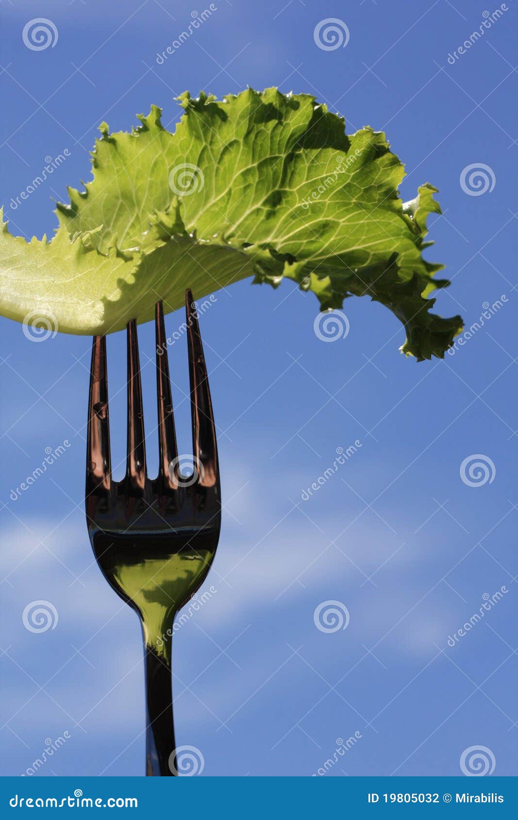 Fresh lettuce leaf stock photo. Image of close, vegetable 19805032