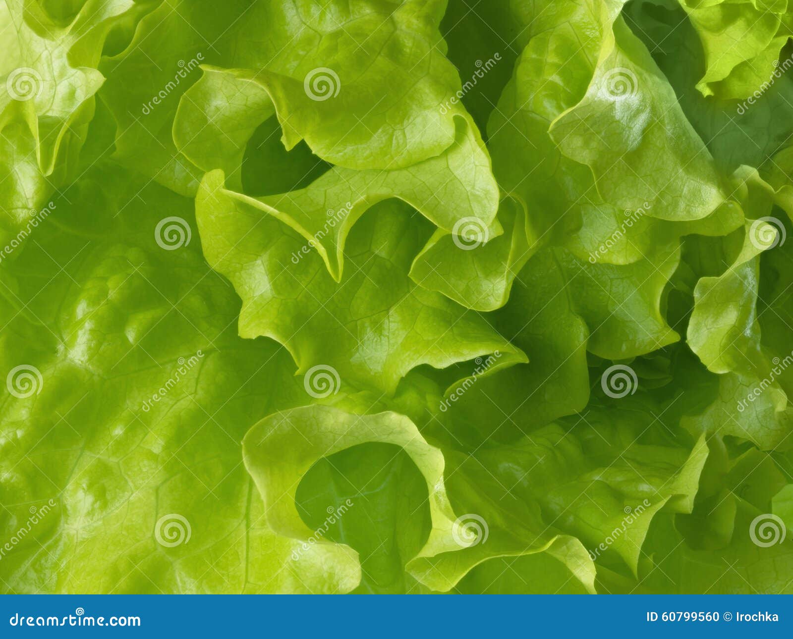 Fresh Lettuce Leaves. Stock Photo Image: 60799560 Fresh Lettuce Leaves. Stock Photo Image: 60799560