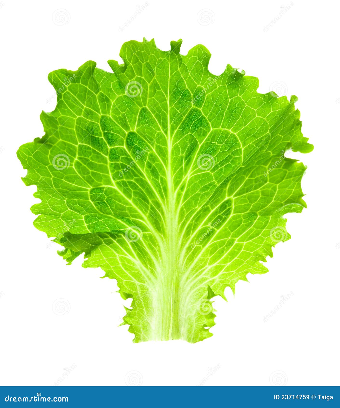 fresh lettuce / one leaf  on white