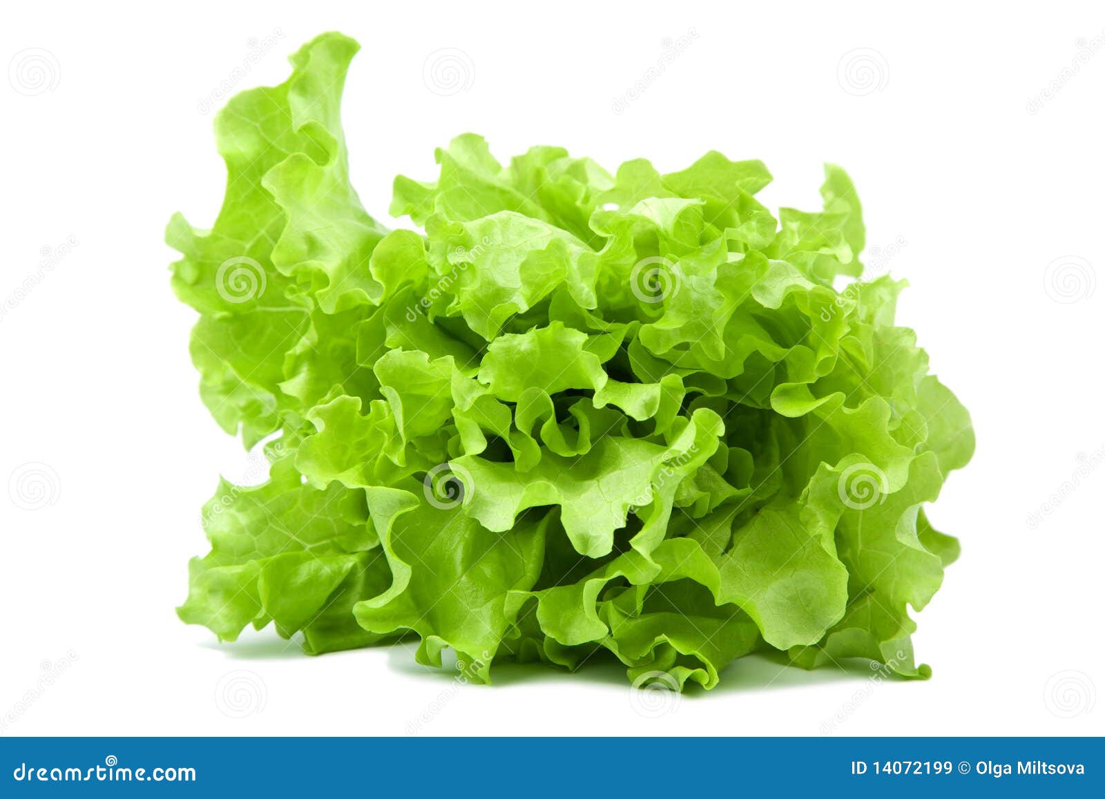 Fresh Lettuce Salad Isolated Royalty Free Stock Images Image Fresh Lettuce Salad Isolated Royalty Free Stock Images Image