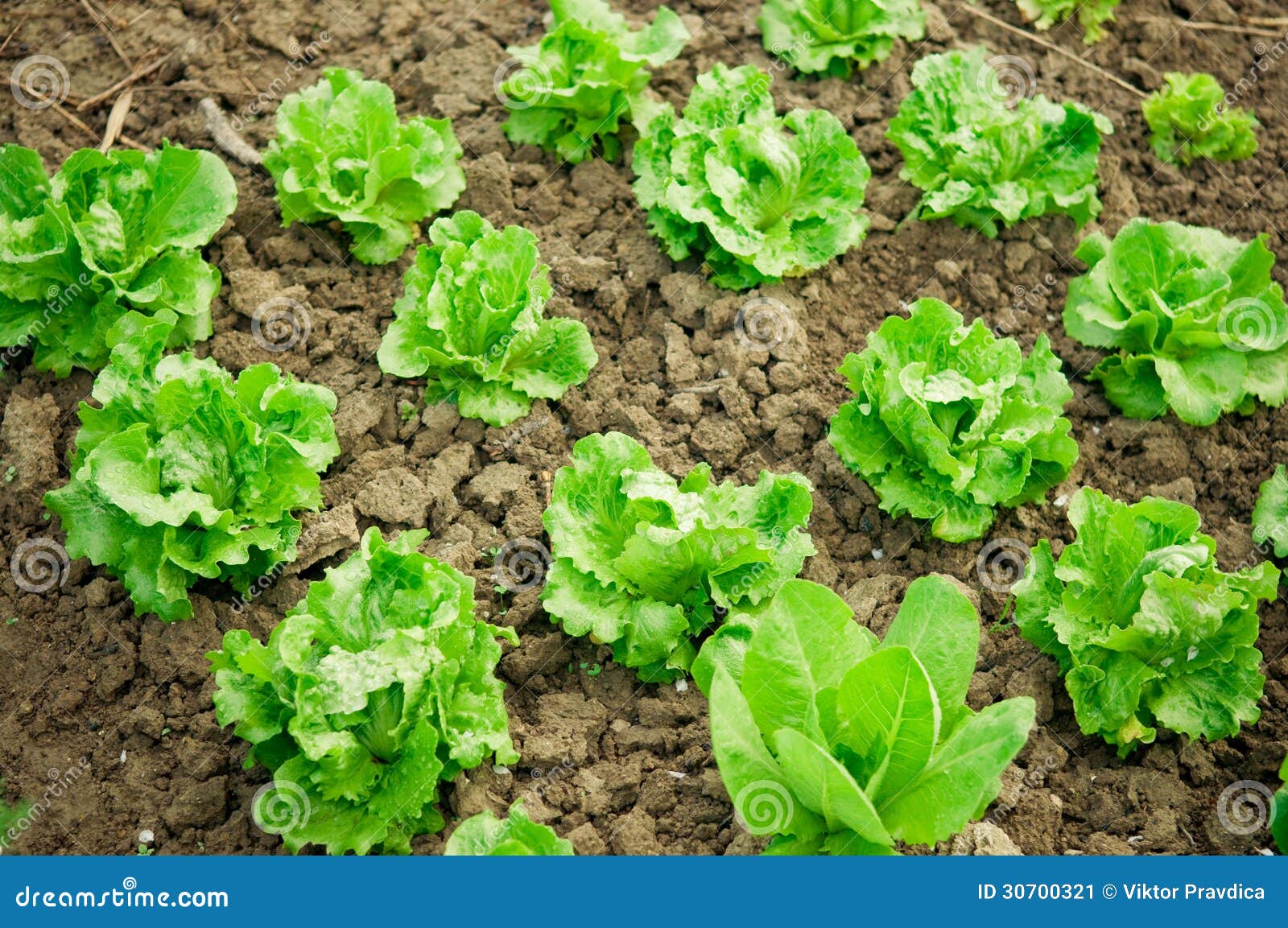 Fresh lettuce stock image. Image of spring, leaf, outdoors 30700321