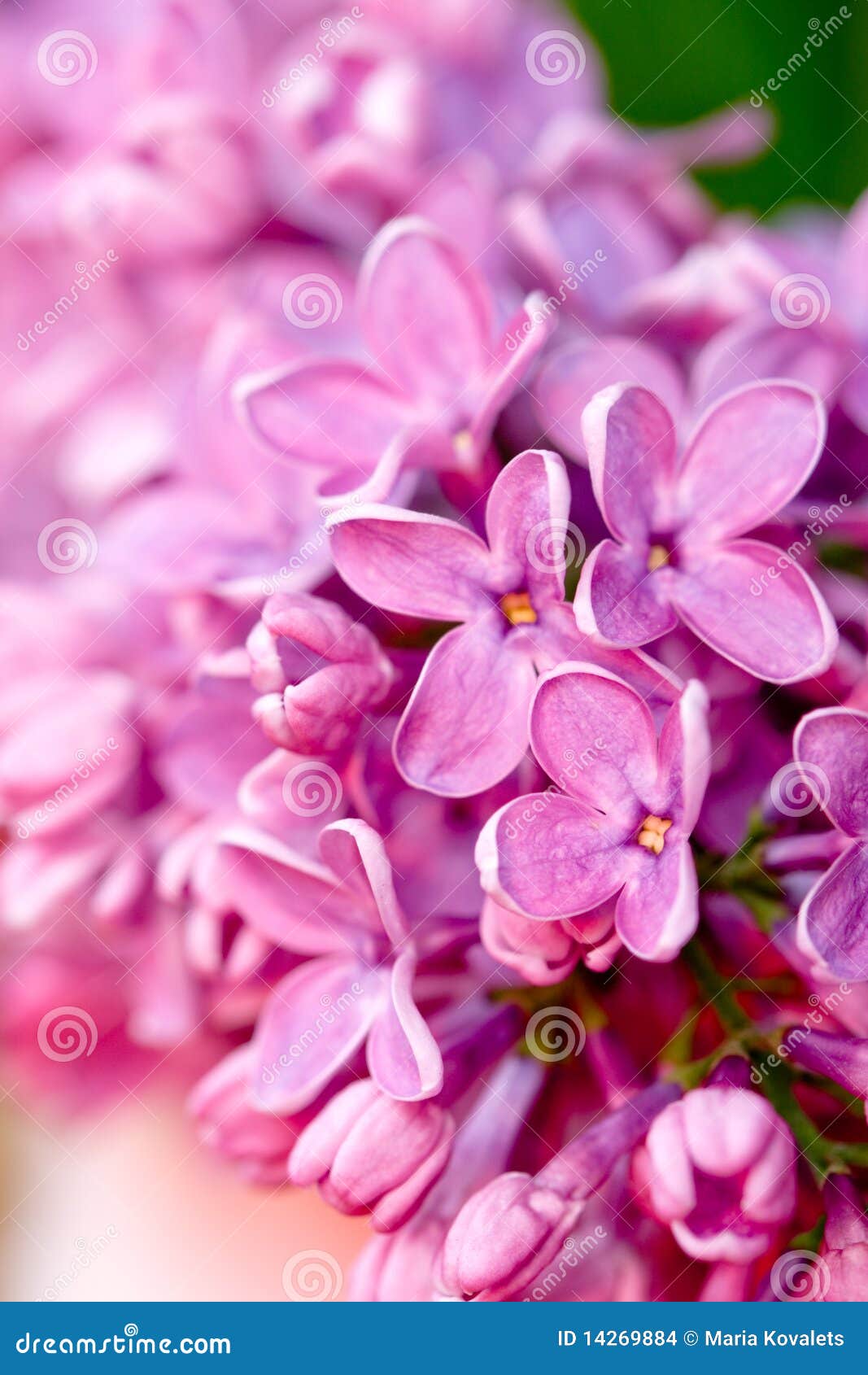 Fresh lilac flower stock photo. Image of nature, season 14269884