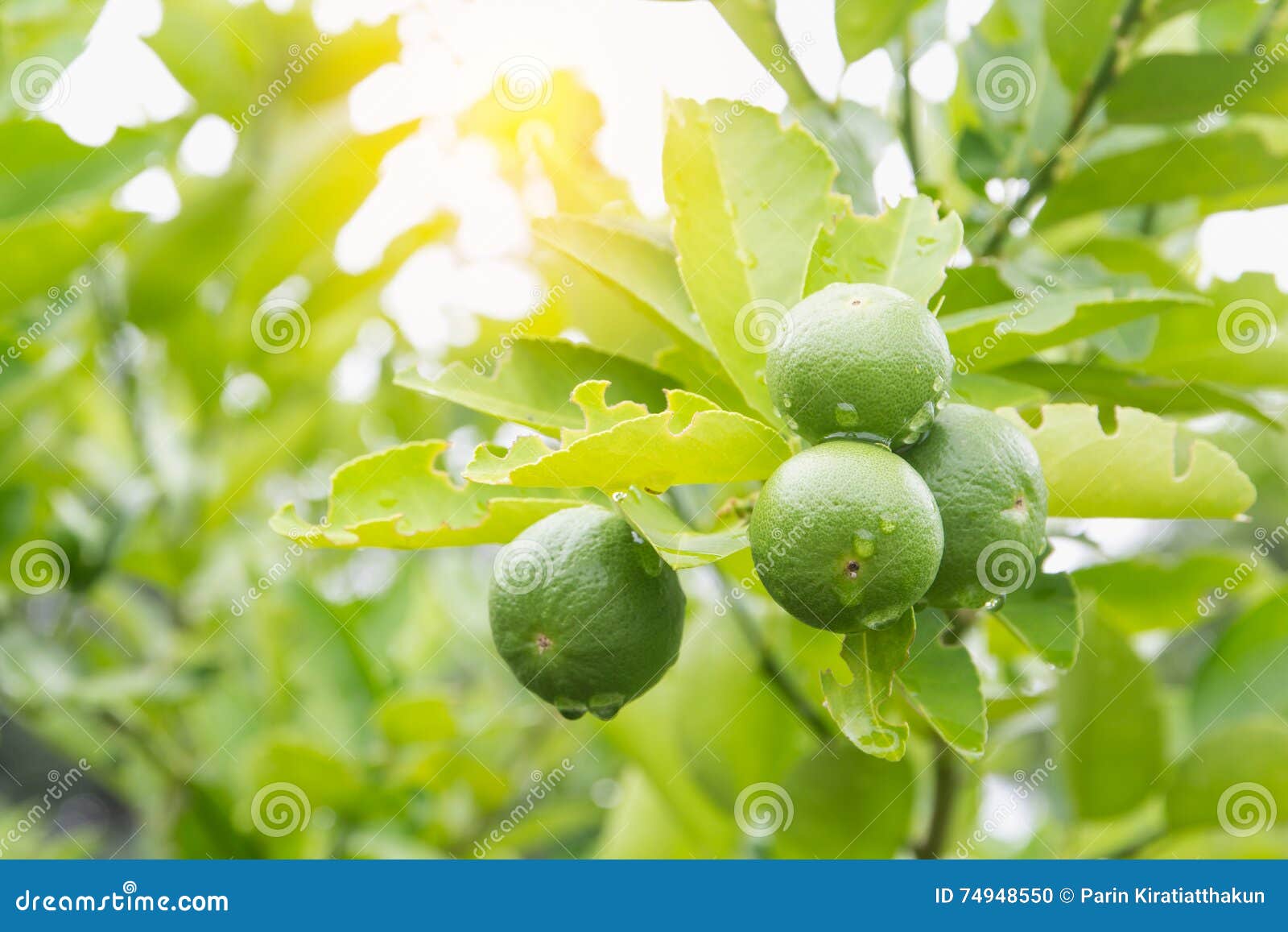 Fresh Lime with Green Leaf. Stock Photo Image of drop, plantation