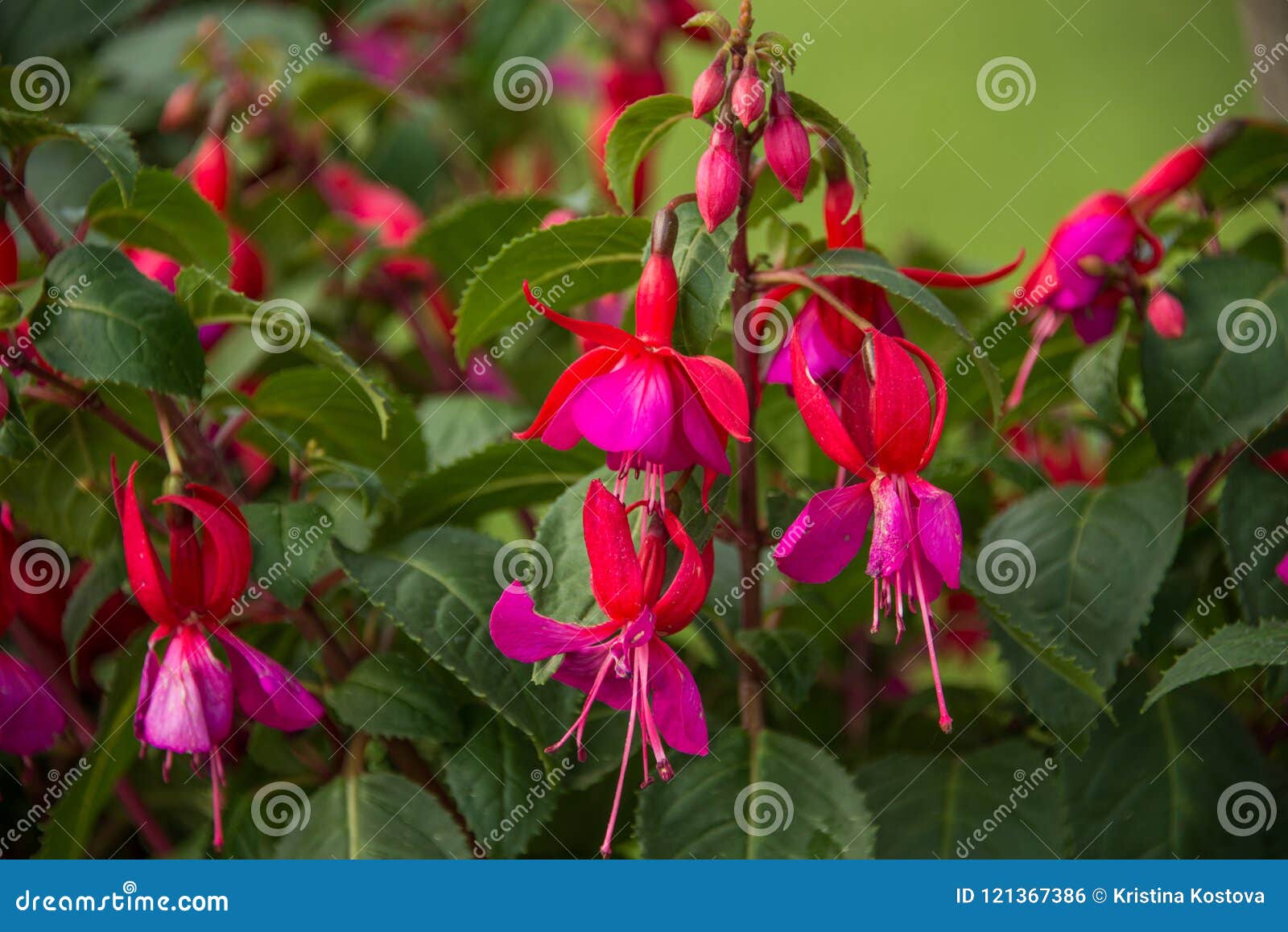 fucsia pink flowers