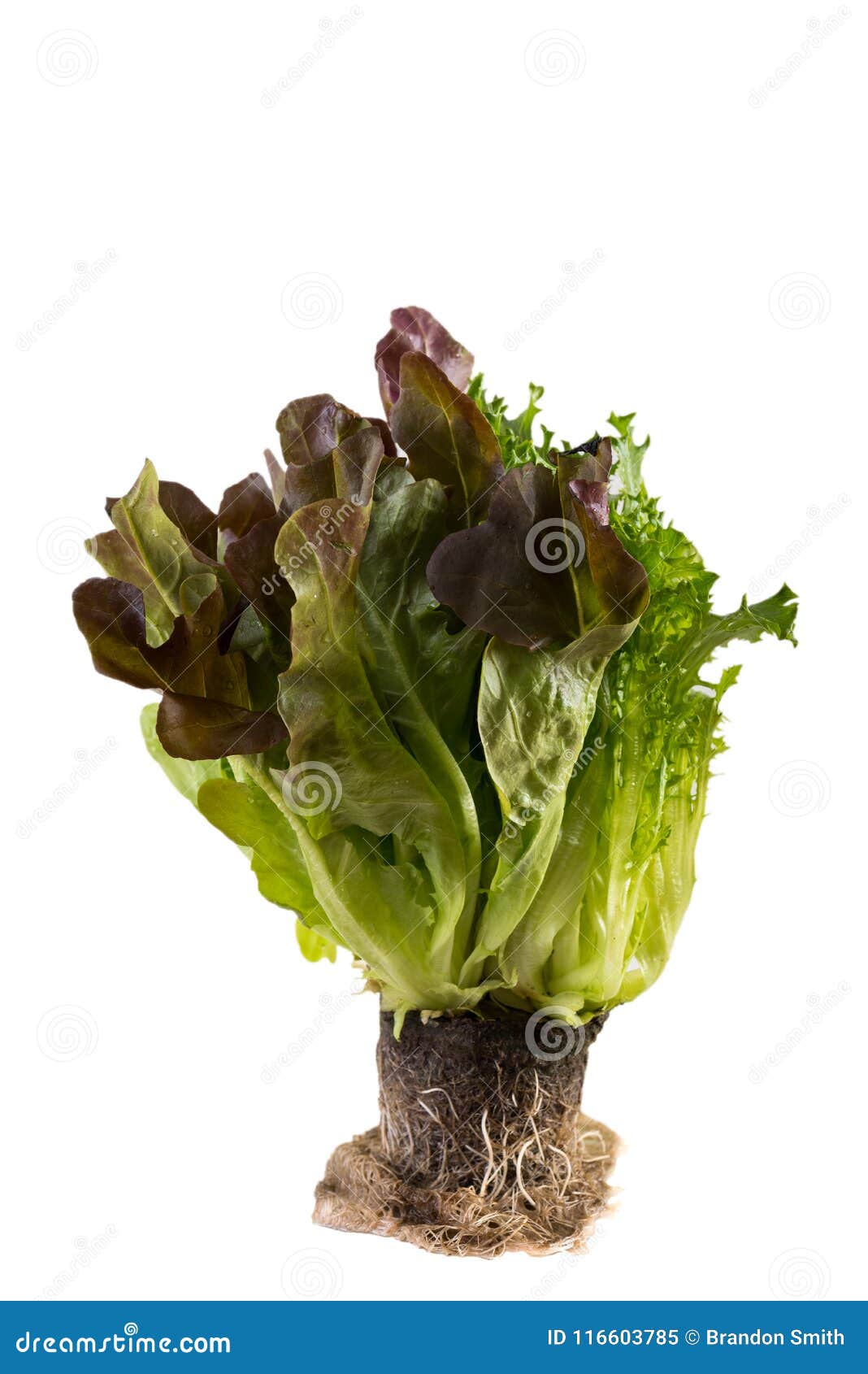 Fresh living lettuce plant stock image. Image of 