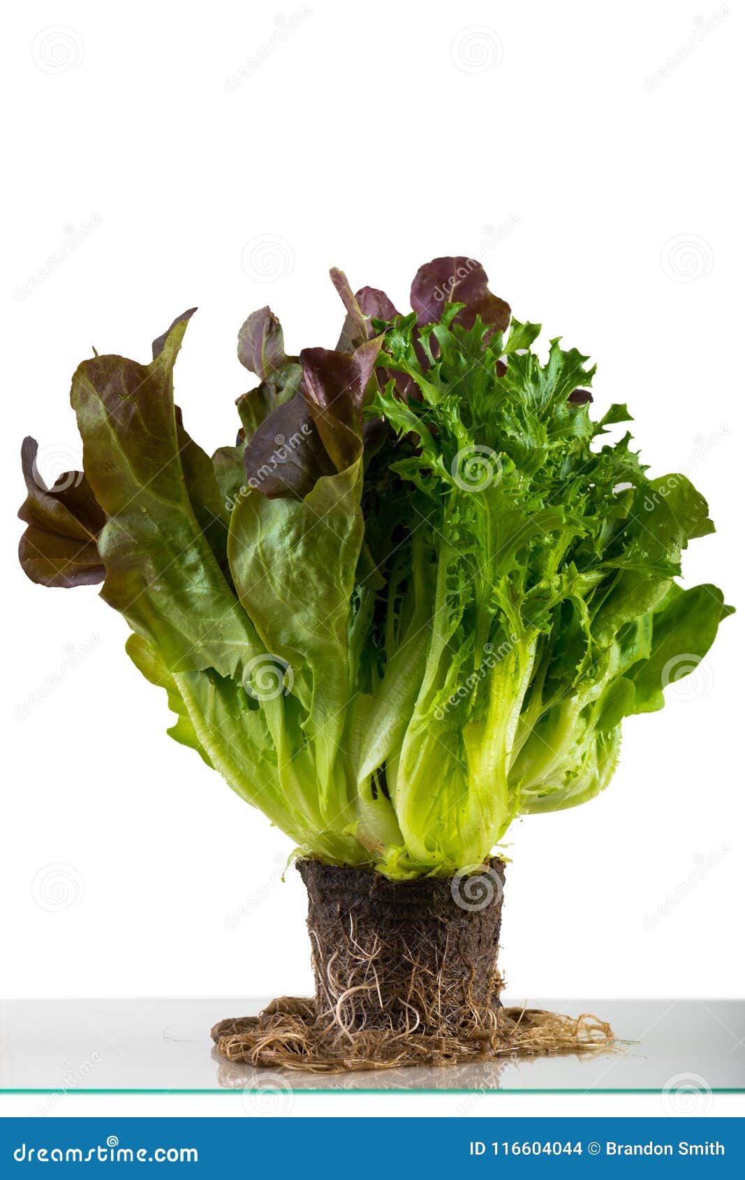 Fresh Living Lettuce Plant White Background Stock Photo 