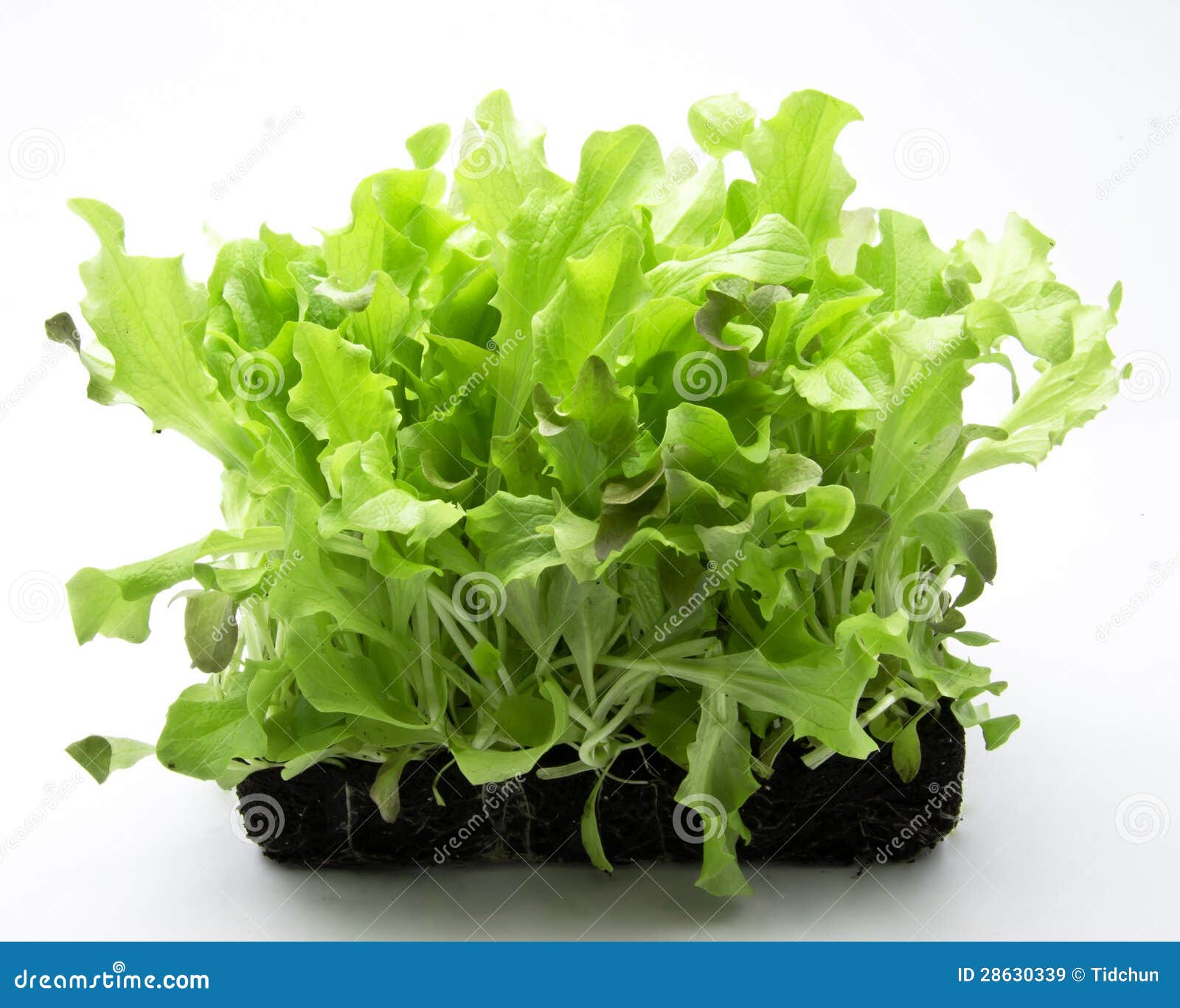 Fresh Living salad stock image. Image of leaves, vegetable 28630339