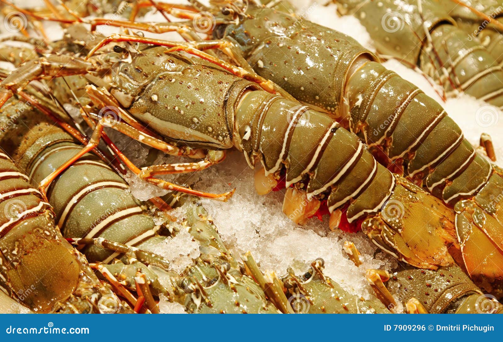 Fresh lobsters stock photo. Image of catch, closeup, restaurant 7909296
